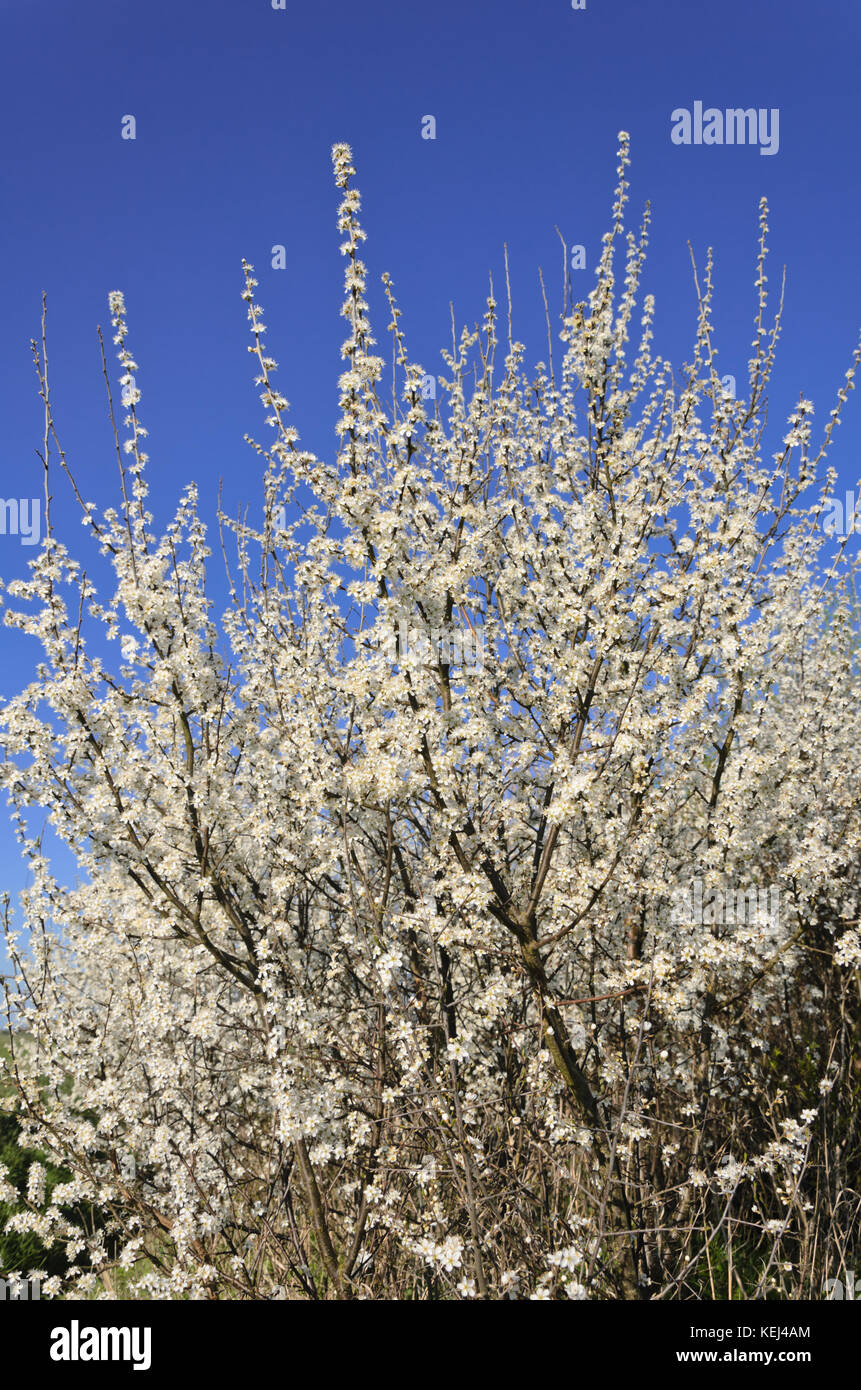 Sloe (Prunus spinosa) Foto Stock