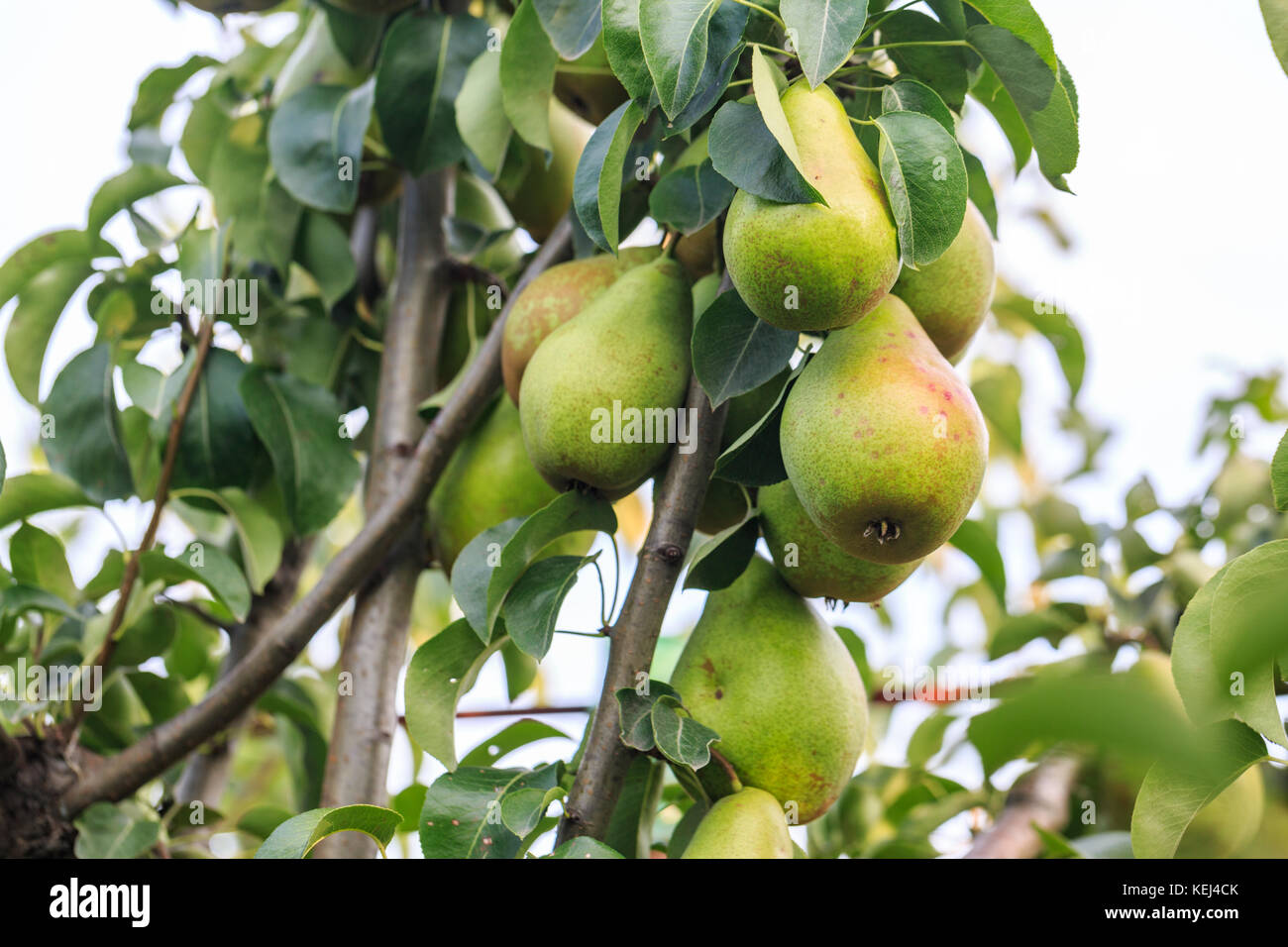 Pere verde appeso sul ramo del pear tree Foto Stock