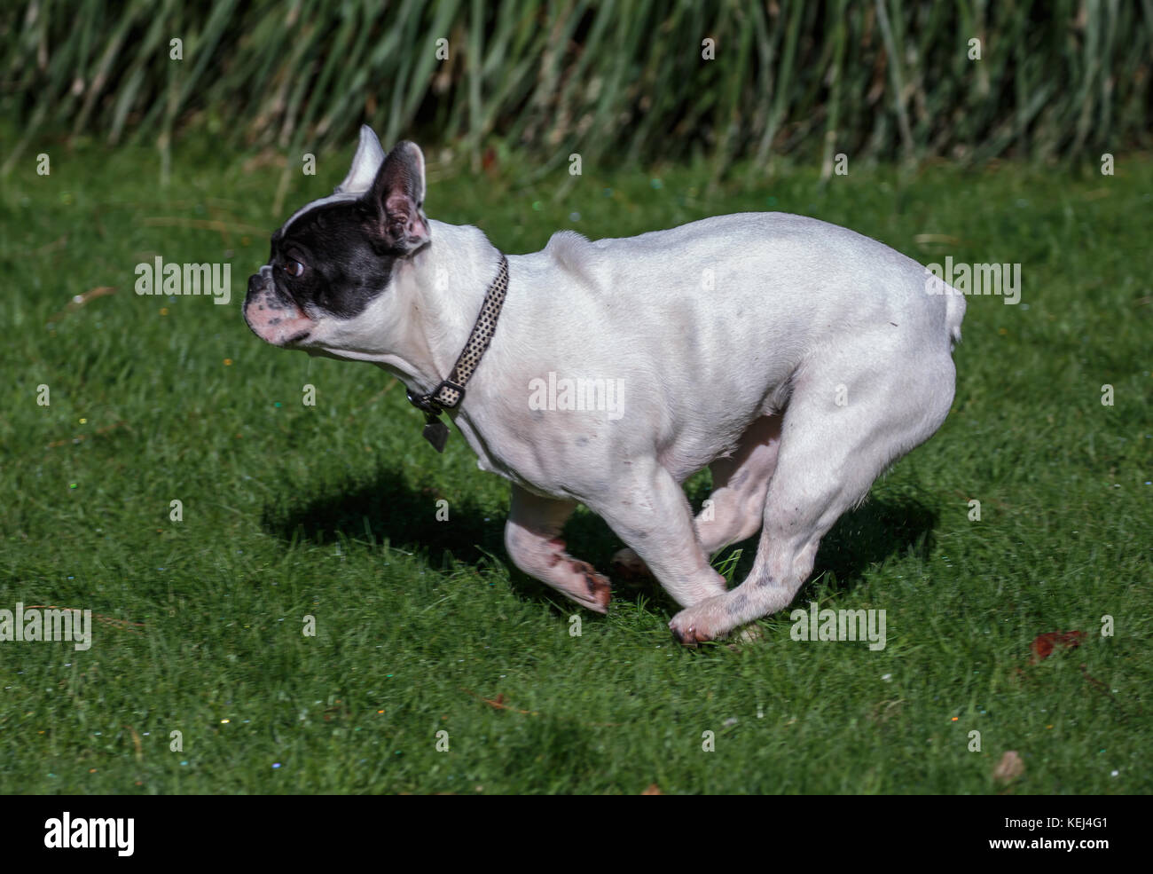 Un bulldog francese in esecuzione in un parco Foto Stock