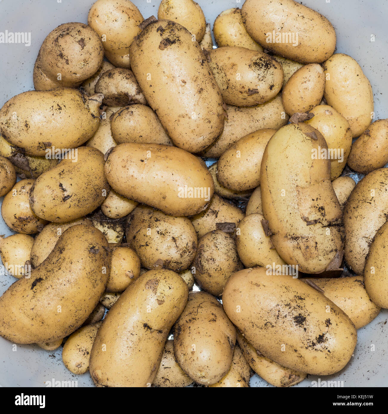 Appena scavato il nuovo patate di varietà di charlotte. Foto Stock