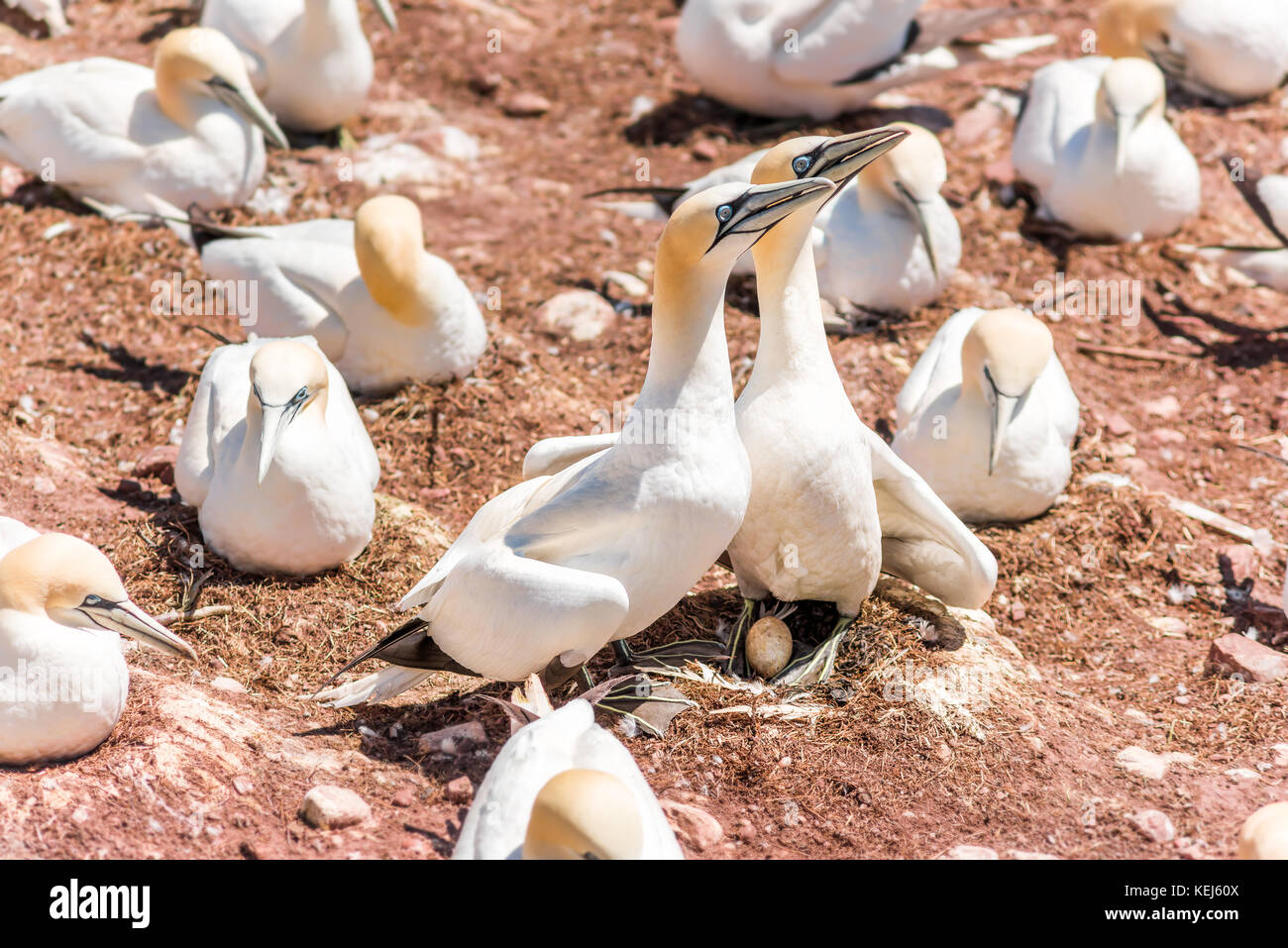 Giovane coppia di bianco Gannett bird seduto su uovo intero con il guscio sulla Bonaventure Island cliff in Perce, Quebec, Canada Foto Stock