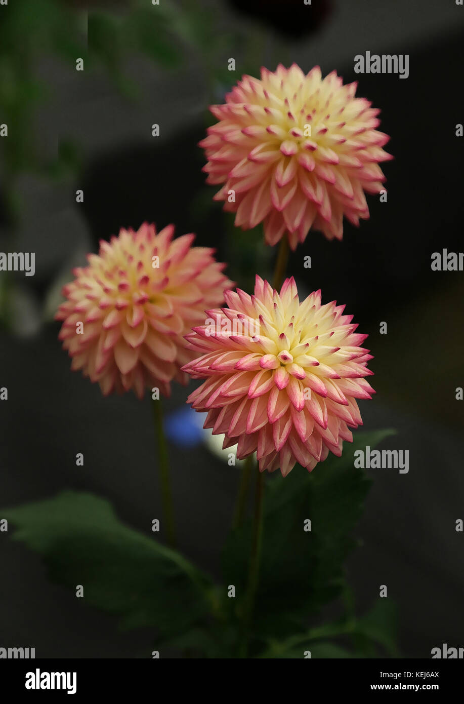 Dalie sono disponibili in una vasta gamma di colori, forme e dimensioni, ma sono sempre spettacolari Foto Stock