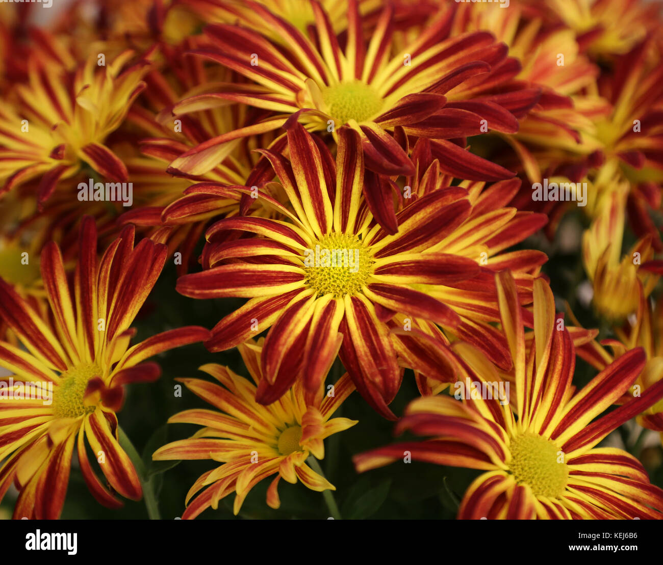 Dalie sono disponibili in una vasta gamma di colori, forme e dimensioni, ma sono sempre spettacolari Foto Stock