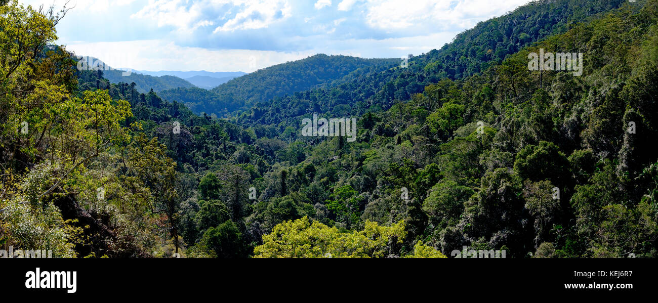 La valle e la foresta pluviale foresta nella gamma blackall, kondalilla national park, Queensland, Australia Foto Stock