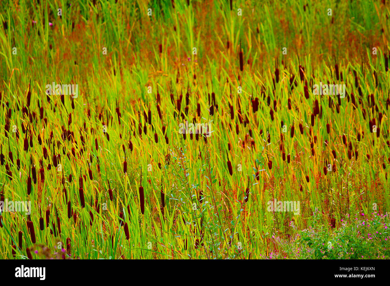 Bulrush, bulrushes o Reed Mace. Typha gracilis. Una vista comune ma soddisfacente nelle aree naturali di acqua dolce. Ama le paludi e i fossati. Foto Stock
