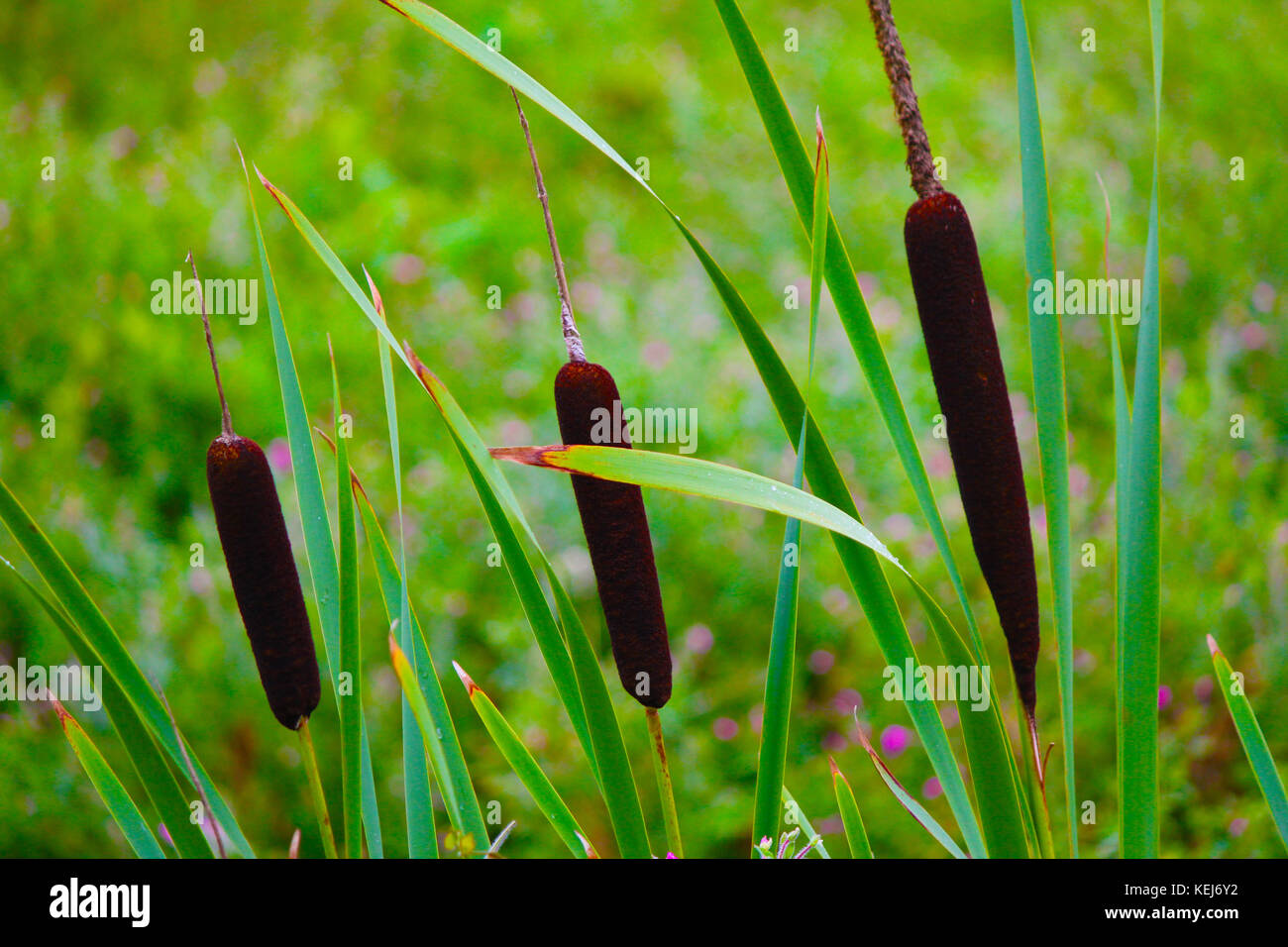 Bulrush, bulrushes o Reed Mace. Typha gracilis. Una vista comune ma soddisfacente nelle aree naturali di acqua dolce. Ama le paludi e i fossati. Foto Stock