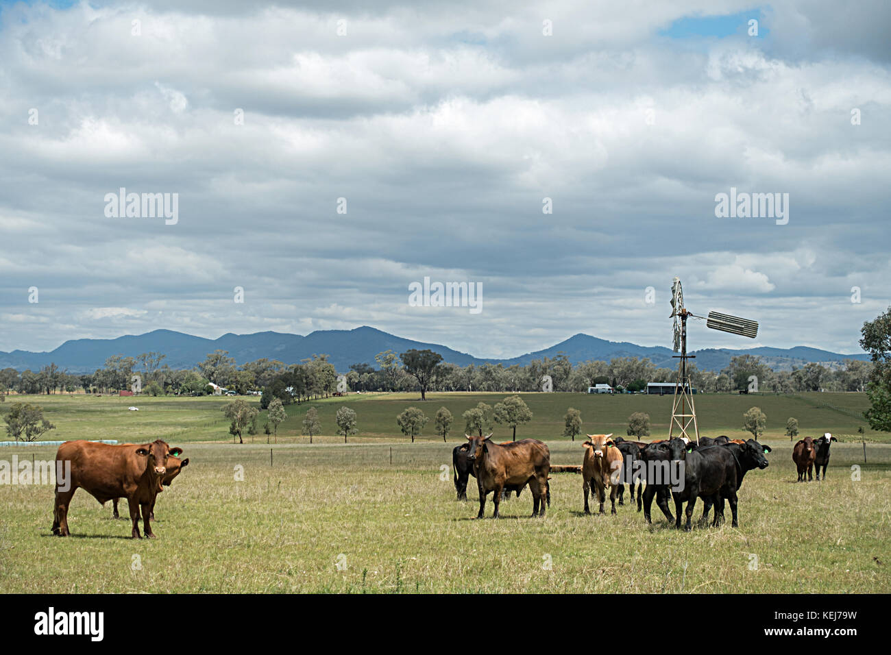 Una mandria di razza mista di bovini da carne in una fattoria a Tamworth in Australia. Foto Stock
