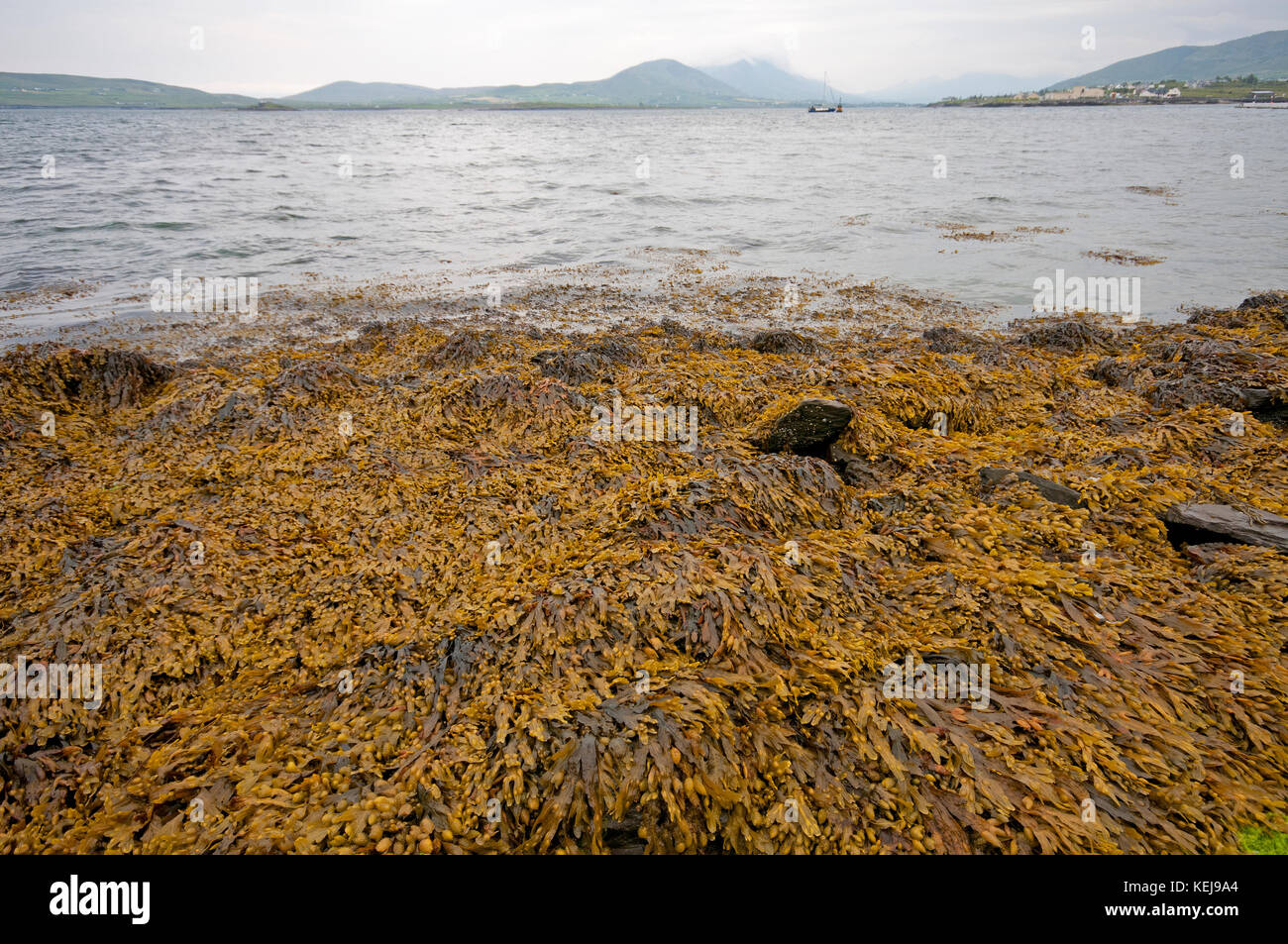 Vista Oceano Atlantico dall' isola Valentia, nella contea di Kerry, Irlanda Foto Stock