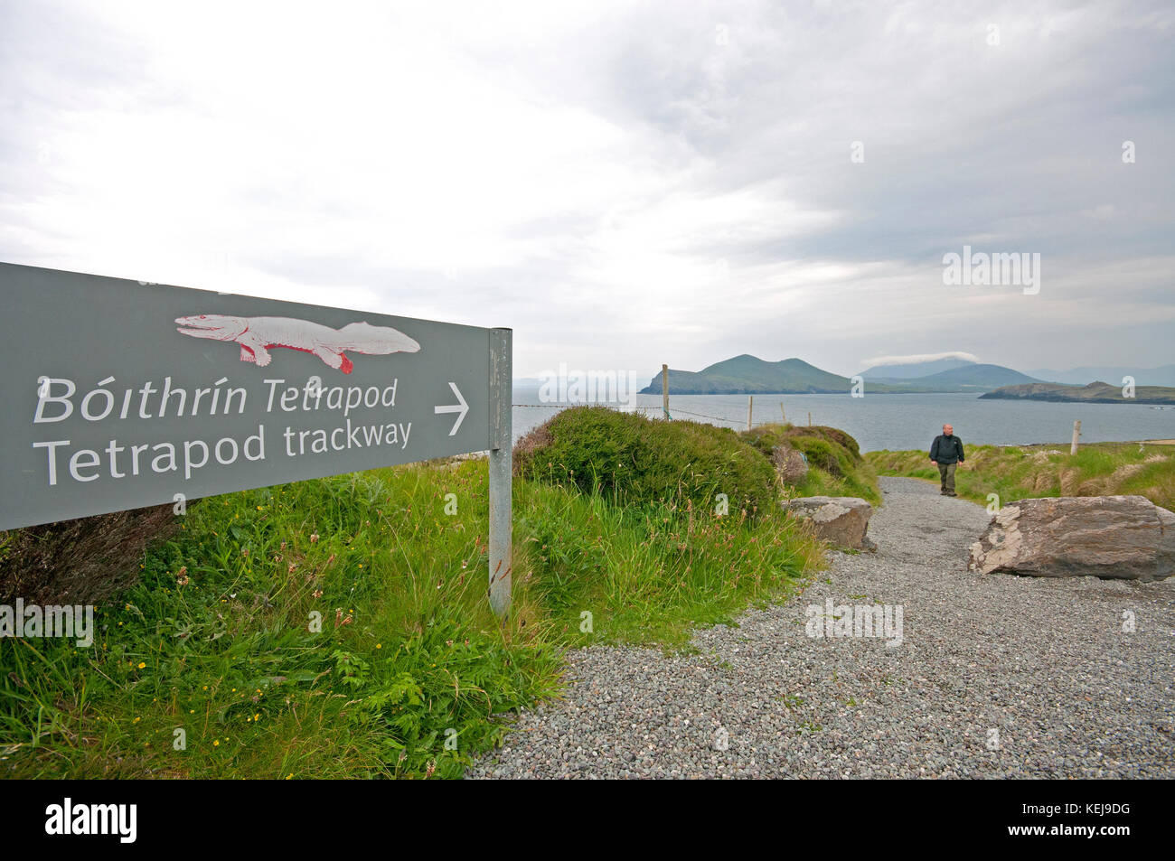 Percorso Tetrapod pista nell' isola Valentia, nella contea di Kerry, Irlanda Foto Stock