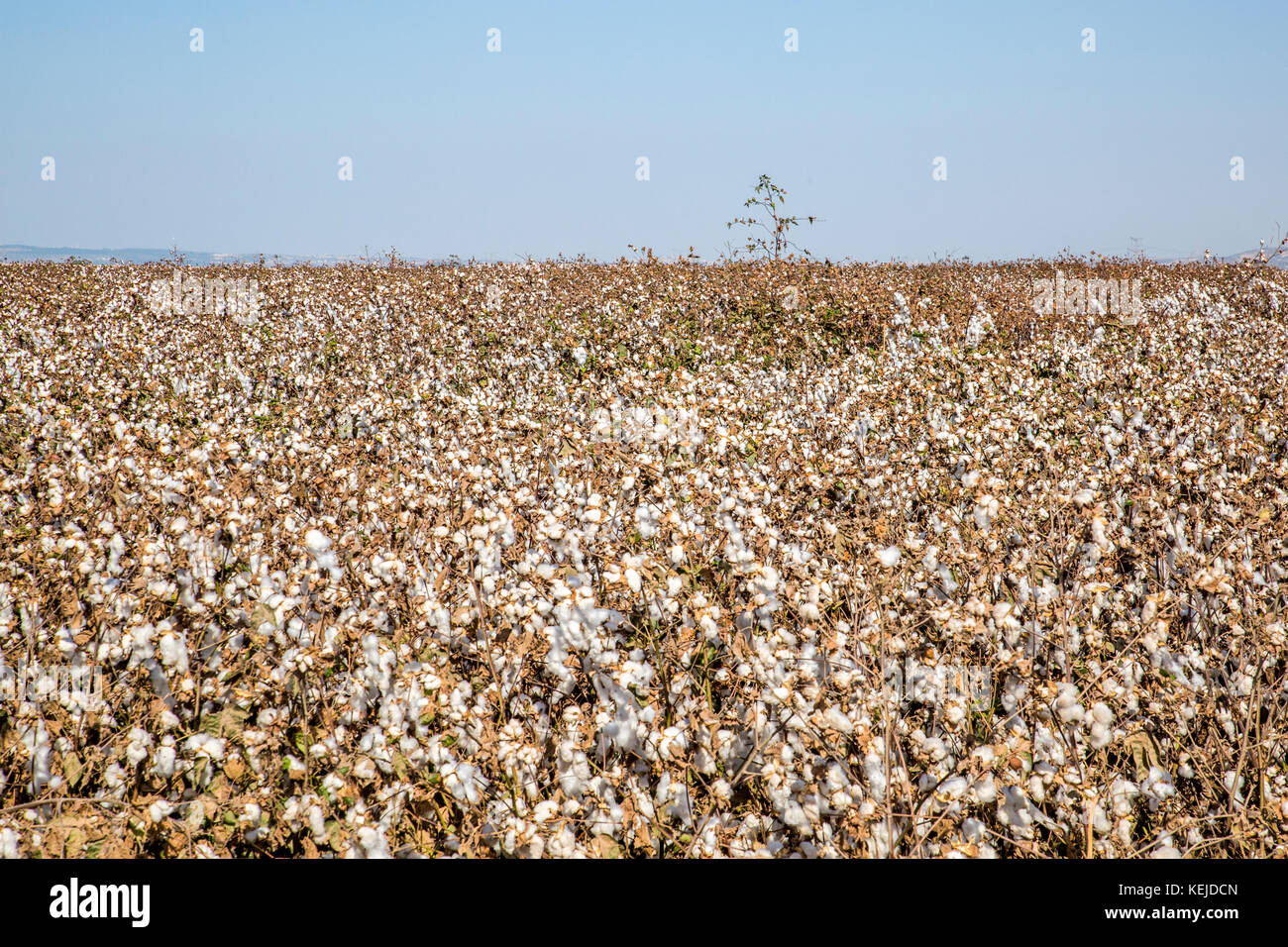 Il cotone è un morbido e soffice, la fibra di fiocco che cresce in un boll, o capsula di protezione, intorno i semi di piante di cotone del genere gossypium. la fibra Foto Stock