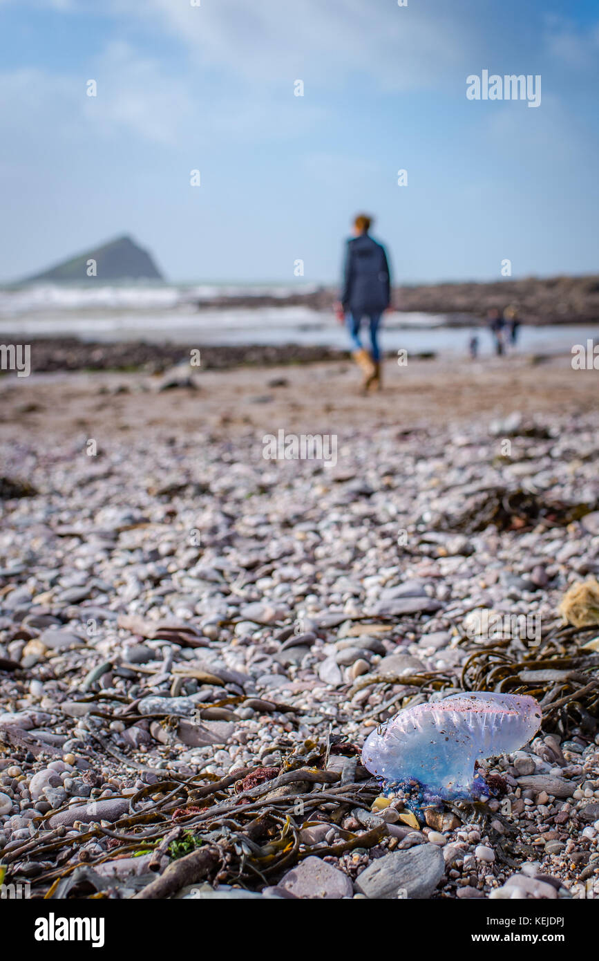 Uomo portoghese o guerra lavato fino sulla spiaggia di Devon Foto Stock
