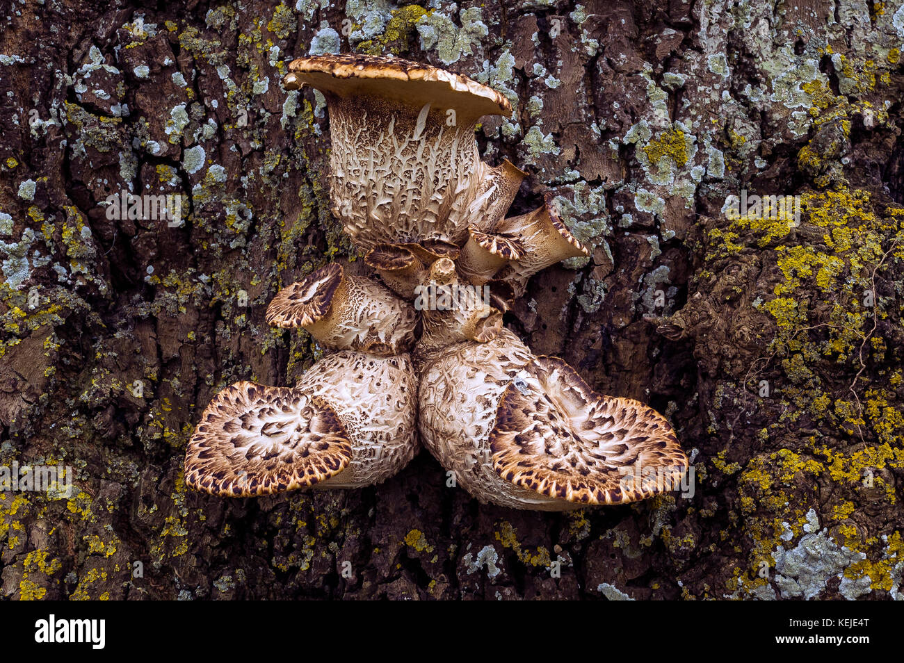 Staffa funghi che crescono sul lato di un vecchio albero Foto Stock