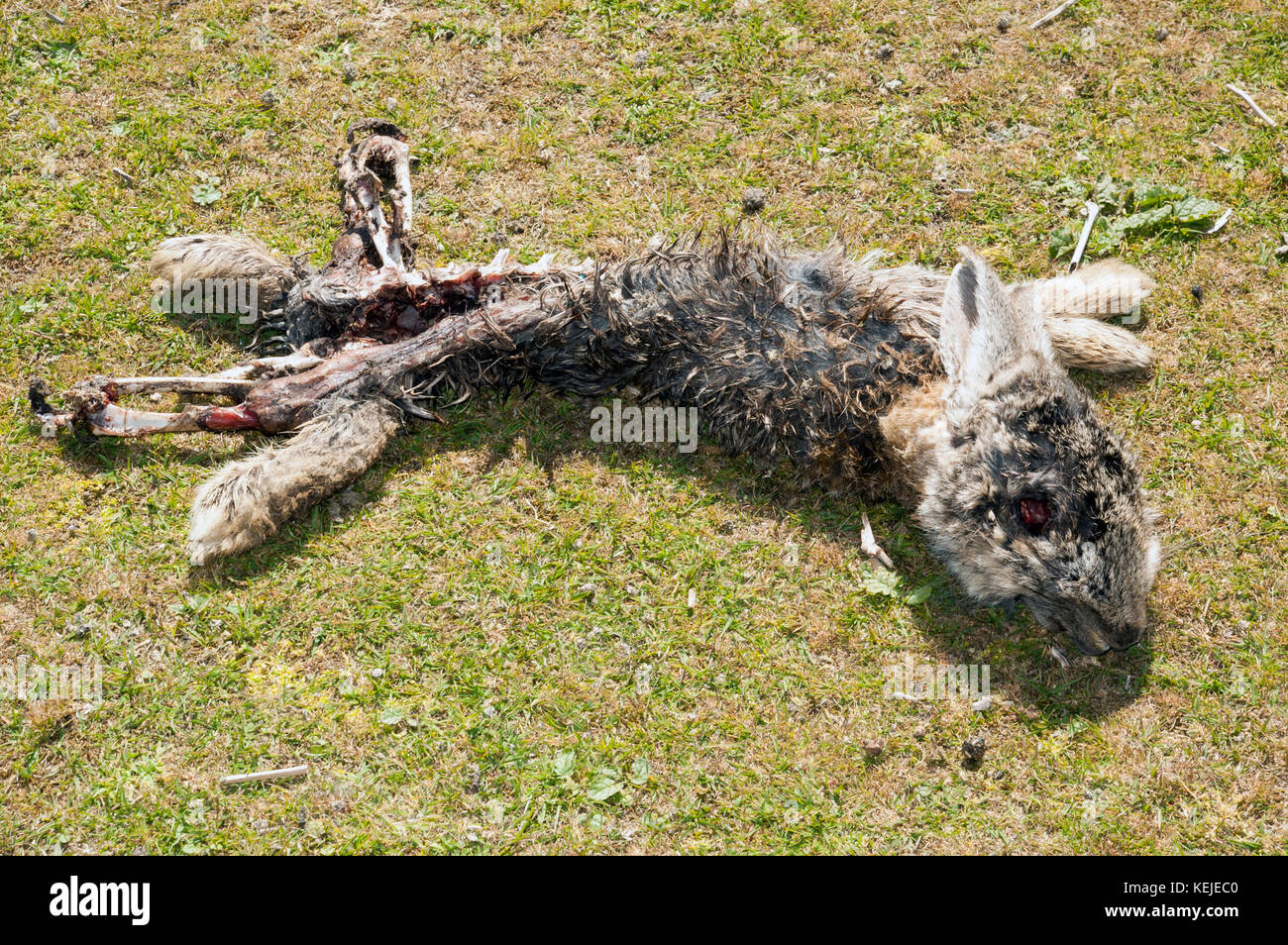 Coniglio morto sul Skomer Foto Stock