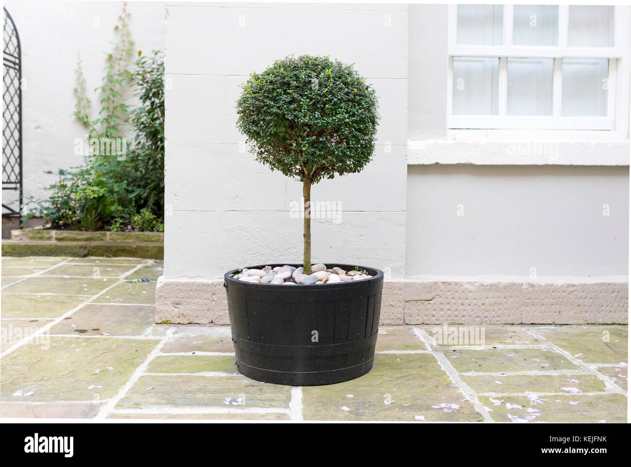 Topiaria da albero giardino in una pentola con una decorazione base di ghiaia in piedi in un inglese un maestoso cortile di casa Foto Stock