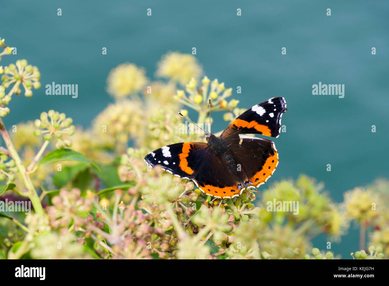 Red Admiral butterfly (Vanessa Atalanta) con un ala danneggiata su Ivy fiori (Hedera helix) in riva al mare a fine estate inizio autunno. Regno Unito, Gran Bretagna Foto Stock