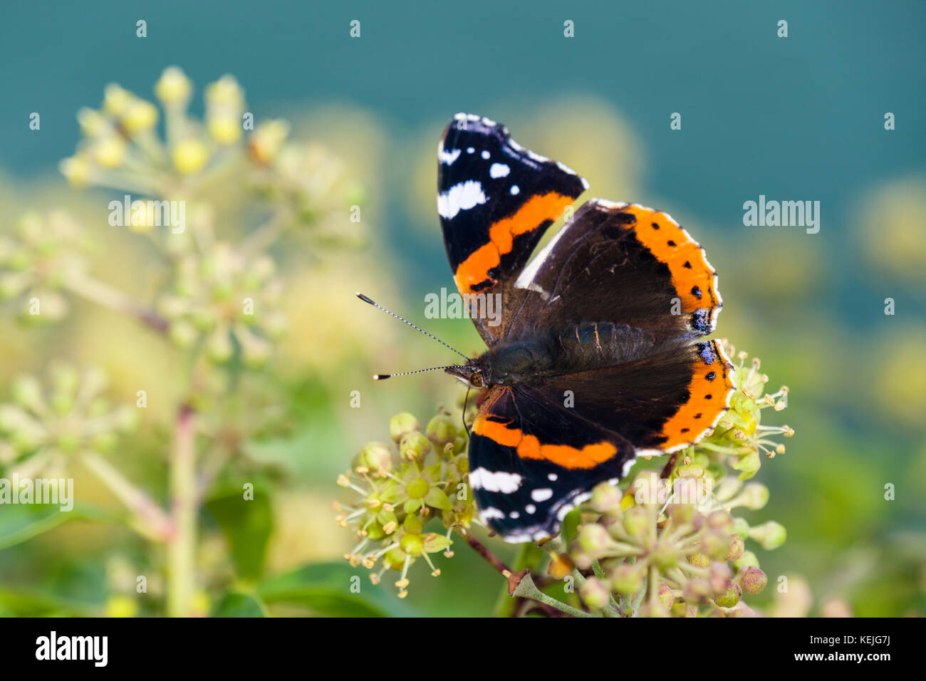 British natura un rosso Admiral butterfly (Vanessa Atalanta) con un ala rovinata alimentazione su Ivy fiori (Hedera helix) dal mare in tarda estate. Regno Unito Foto Stock