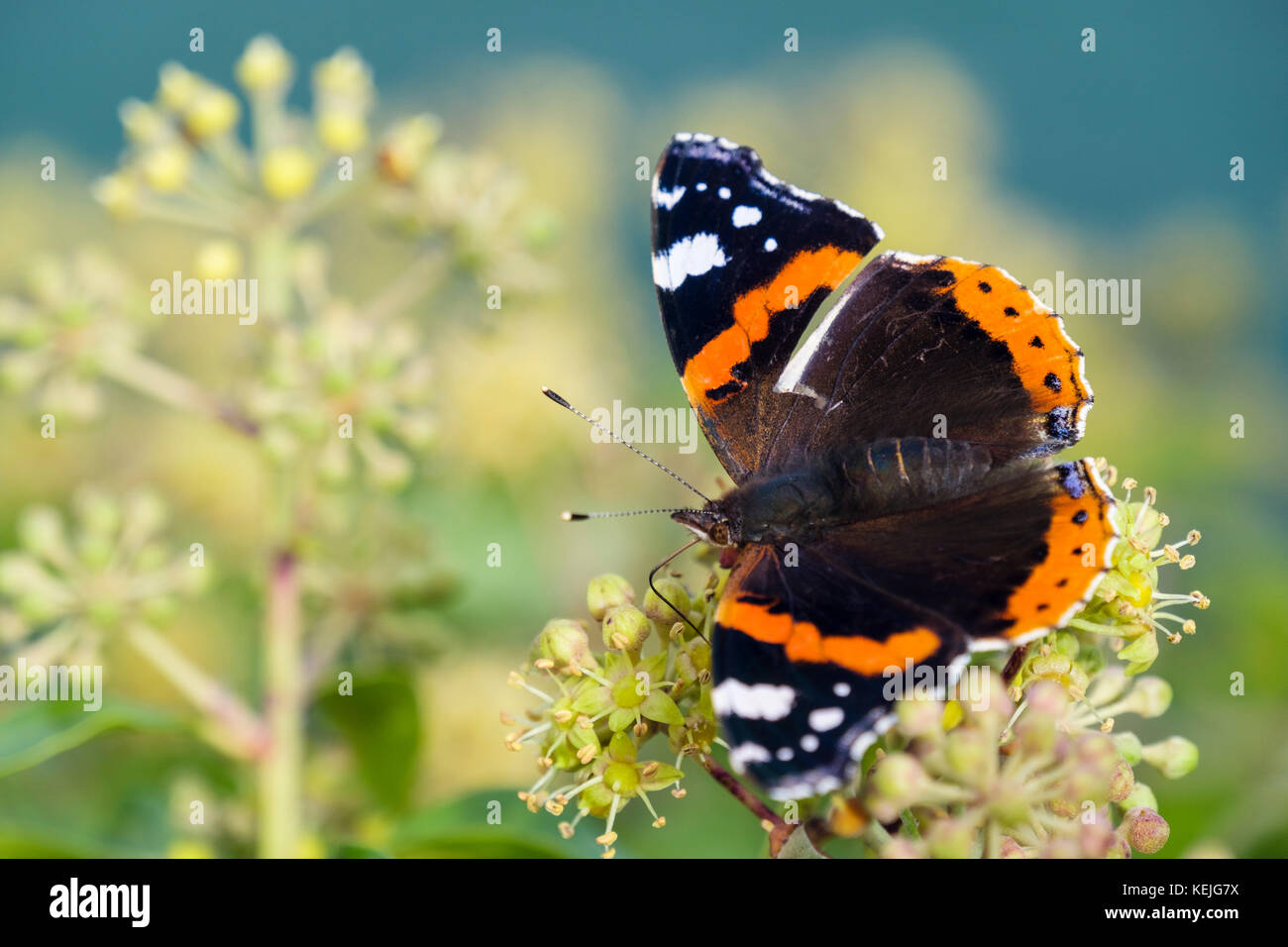 Red Admiral butterfly (Vanessa Atalanta) vicino- fino la preparazione di alimentazione sospensione su Ivy fiori (Hedera helix) a fine estate inizio autunno UK Gran Bretagna Foto Stock