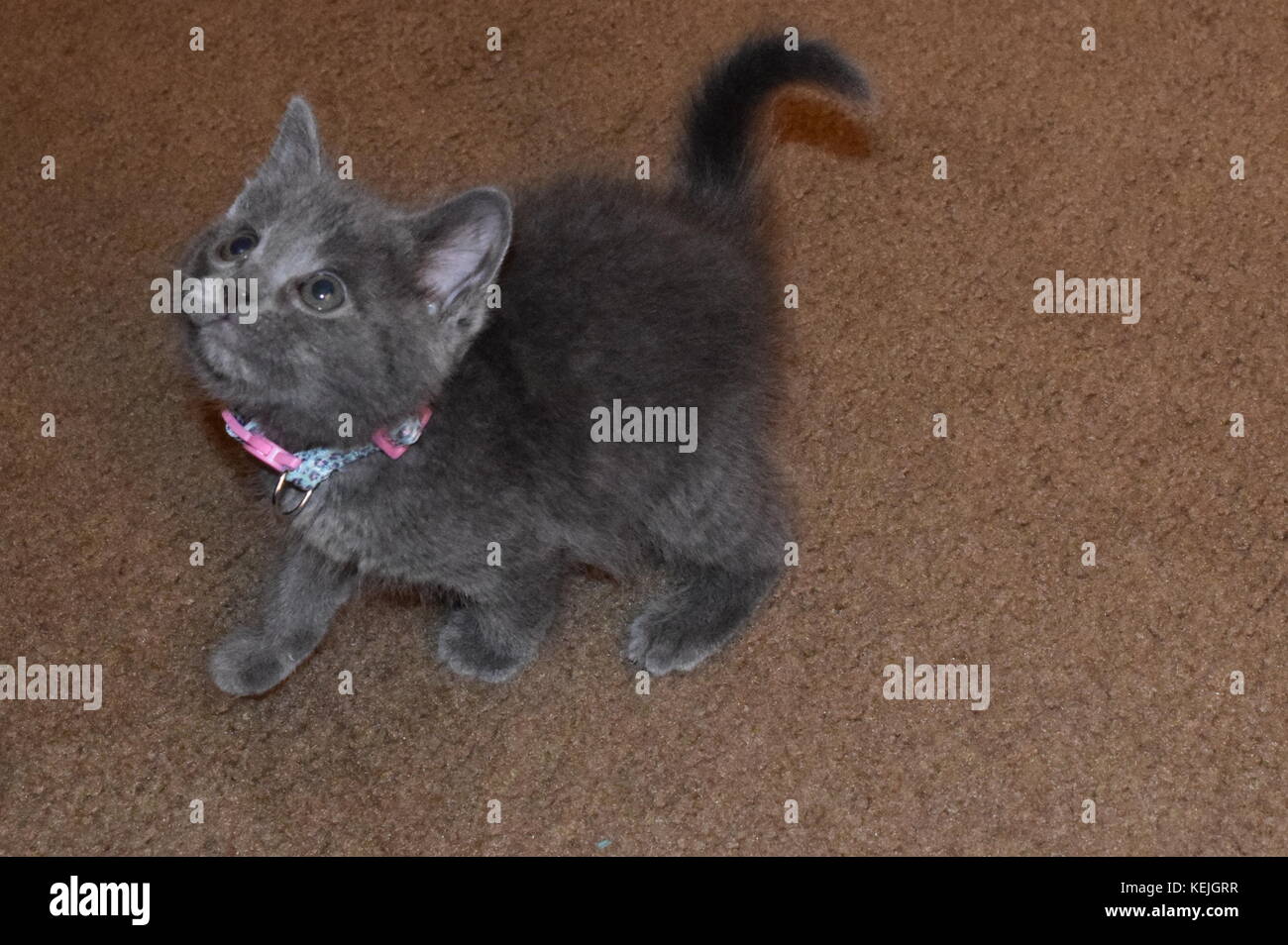 Gattino Foto Stock