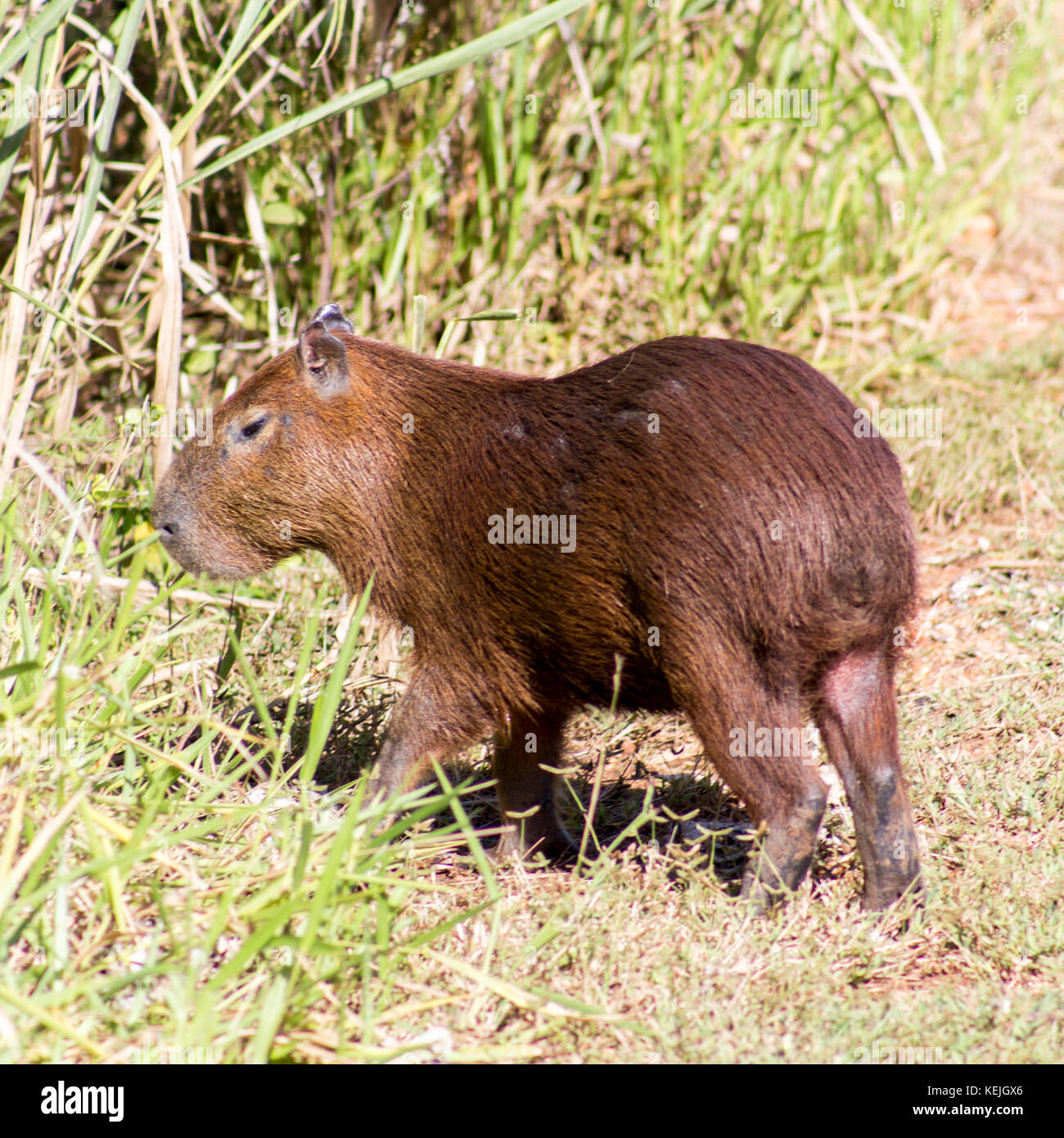 Capybara a Pantanal Sud, Fazenda San Francisco, città di Miranda, Mato Grosso do sul - Brasile Foto Stock