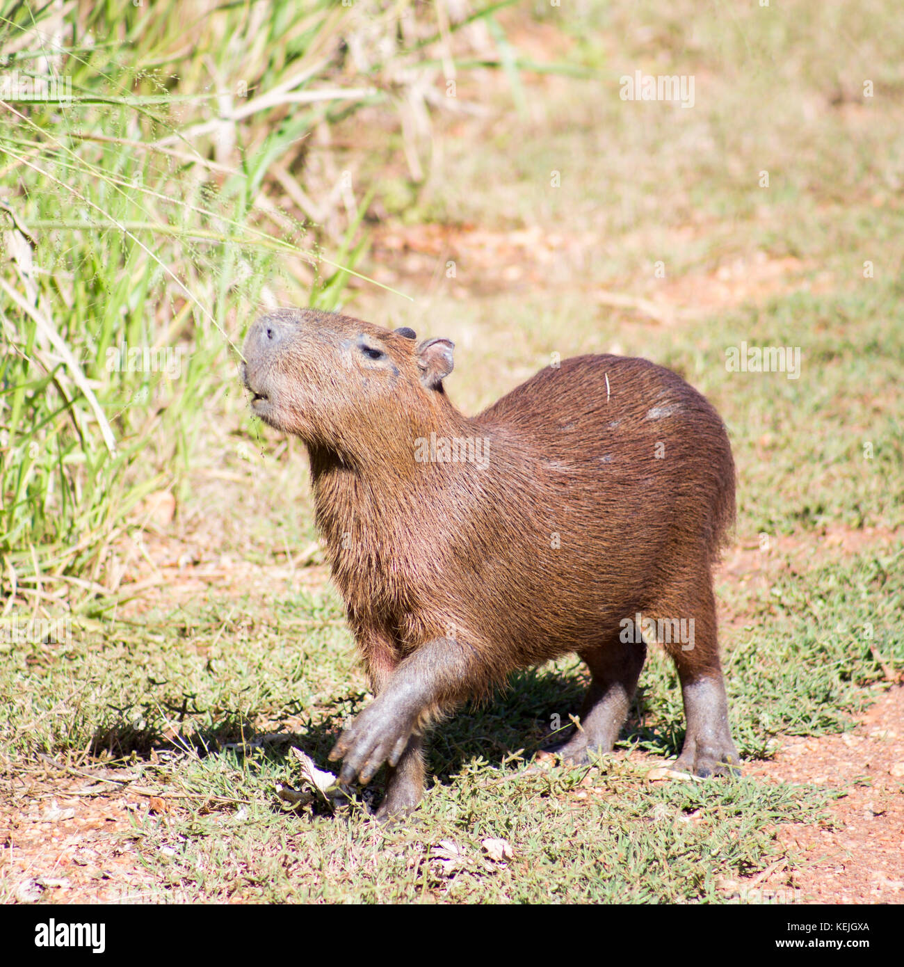 Capybara a Pantanal Sud, Fazenda San Francisco, città di Miranda, Mato Grosso do sul - Brasile Foto Stock