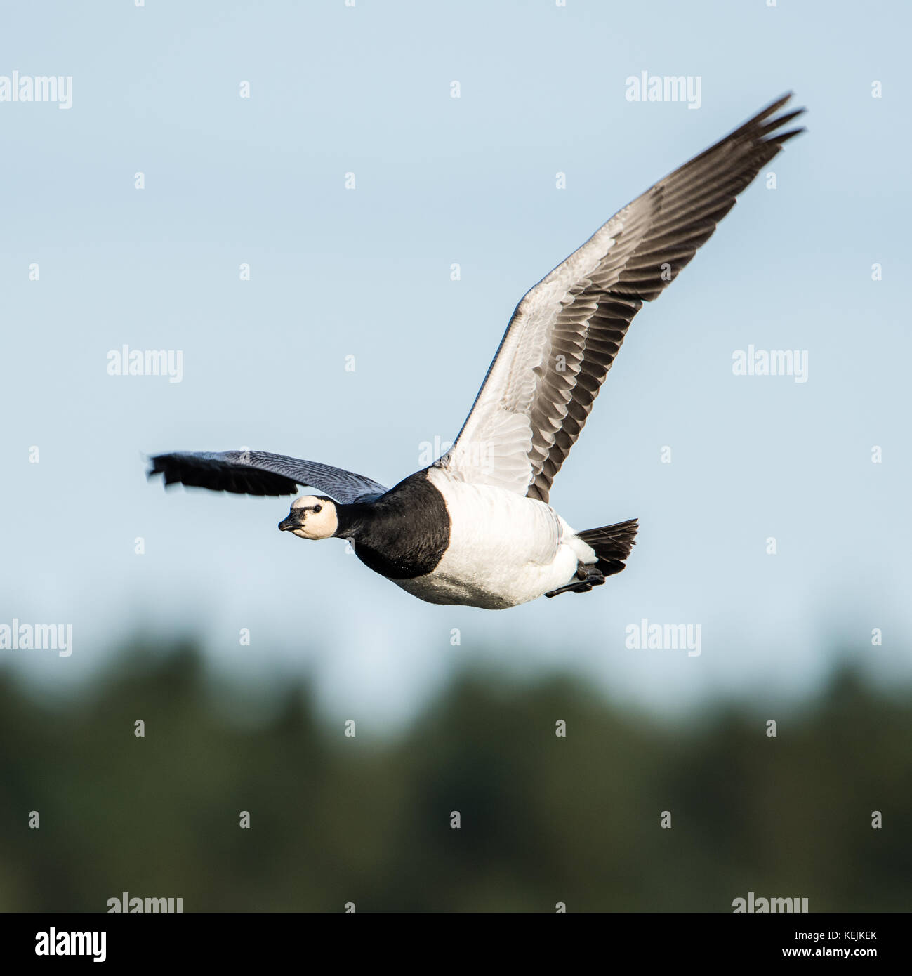 Il flying barnacle goose (Branta leucopsis) mostra la sua tipica faccia in bianco e nero della testa, collo, superiore del seno e ventre bianco. La sua catturato in hjalsta Foto Stock