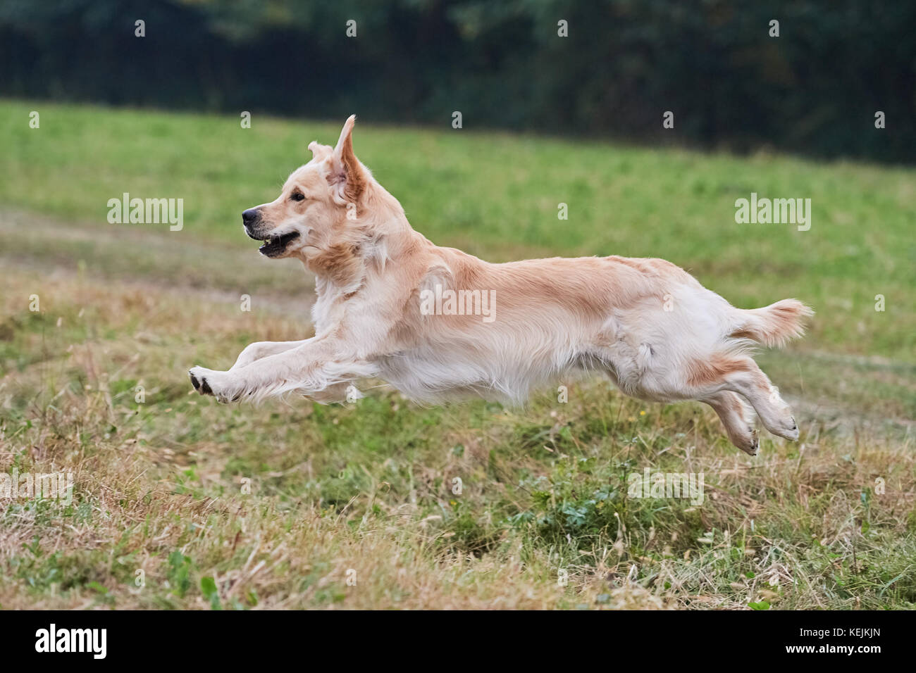 Esecuzione di giovani di razza golden retriever Foto Stock