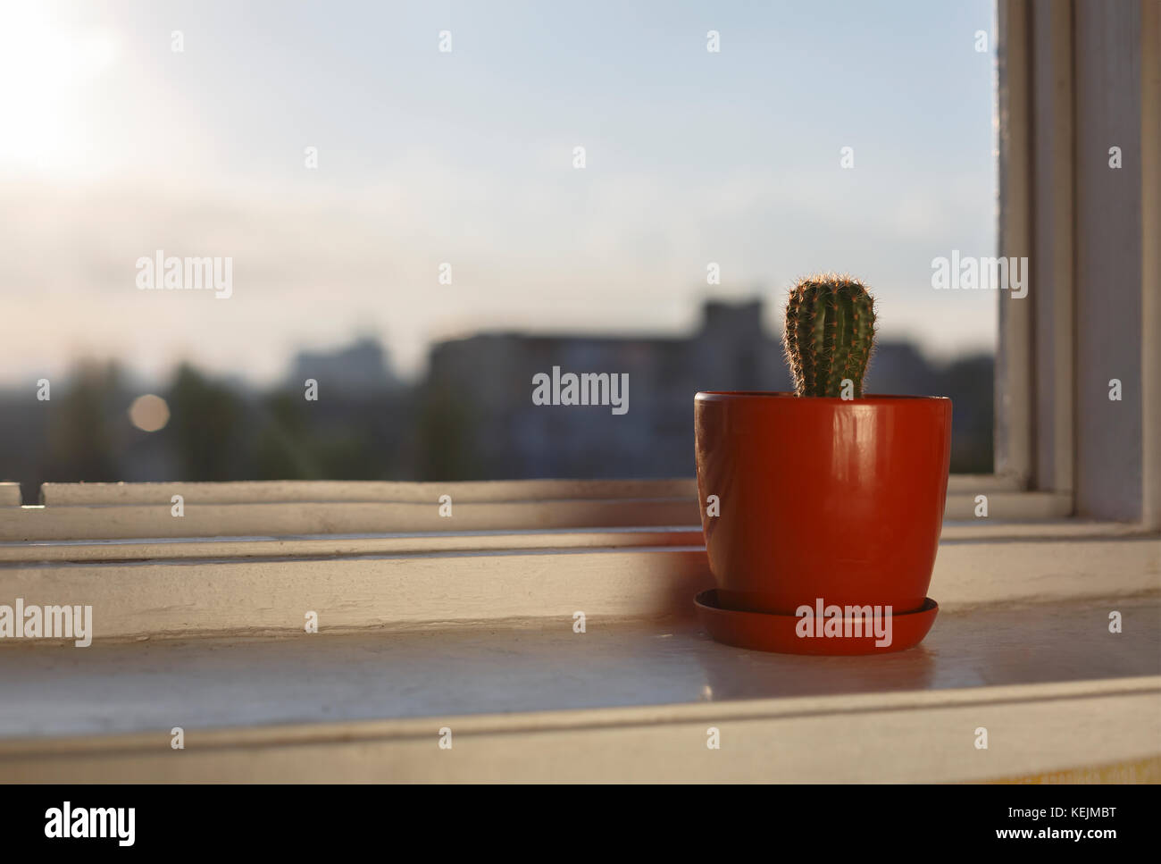 L'inizio della giornata. cactus sul davanzale dell'ufficio. sunrise in una città moderna. Foto Stock