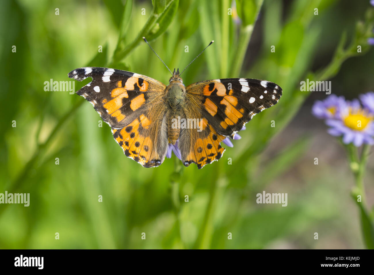 Le farfalle sono impollinatori lungo con api. Gli astri, Brooklyn Botanic Garden, Brooklyn, New York. Foto Stock