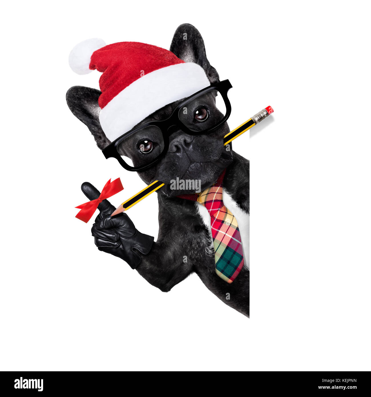 Imprenditore ufficio bulldog francese cane con nastro di dito promemoria , per non dimenticare qualcosa di importante, dietro uno sbozzato banner bianco o sulla targhetta, sul chr Foto Stock