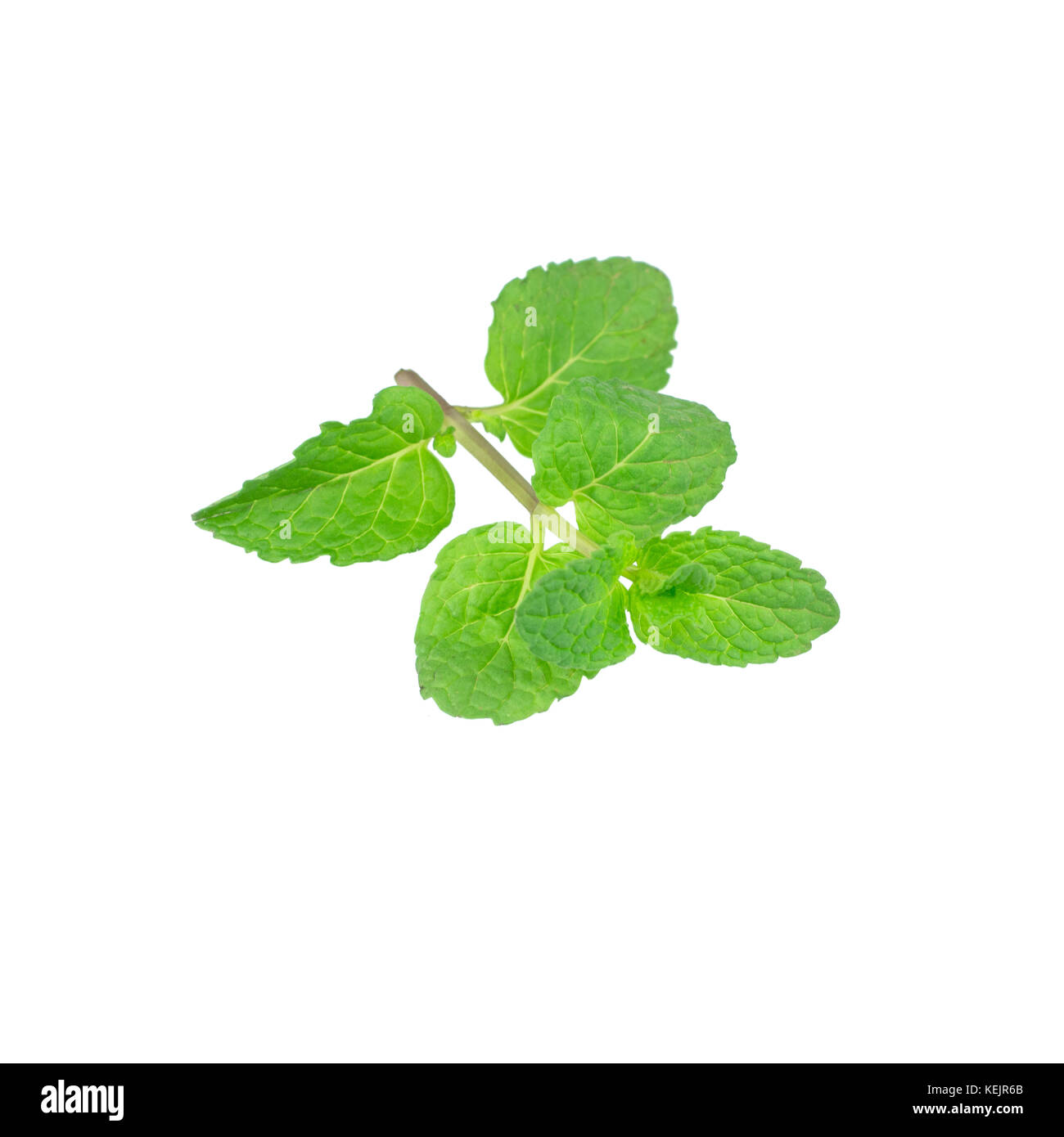 Foglia di menta piante verdi isolati su sfondo bianco, menta piperita proprietà aromatiche di denti forte e fresco ivy come una copertura di massa tipi di piante Foto Stock