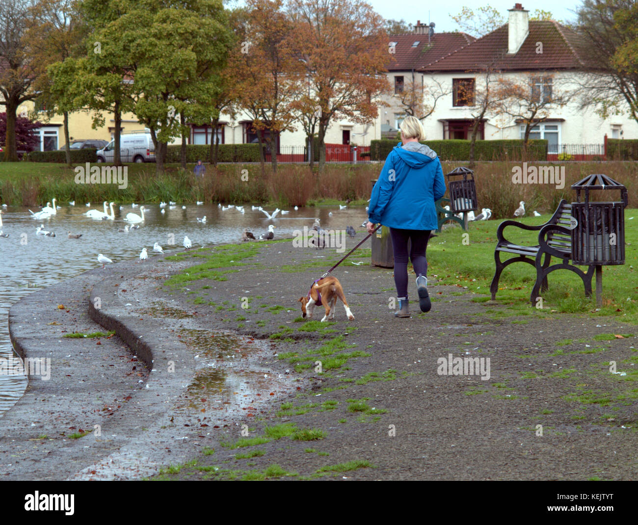 Donna dog walker nel parco knightswood accanto al laghetto visto da dietro Foto Stock