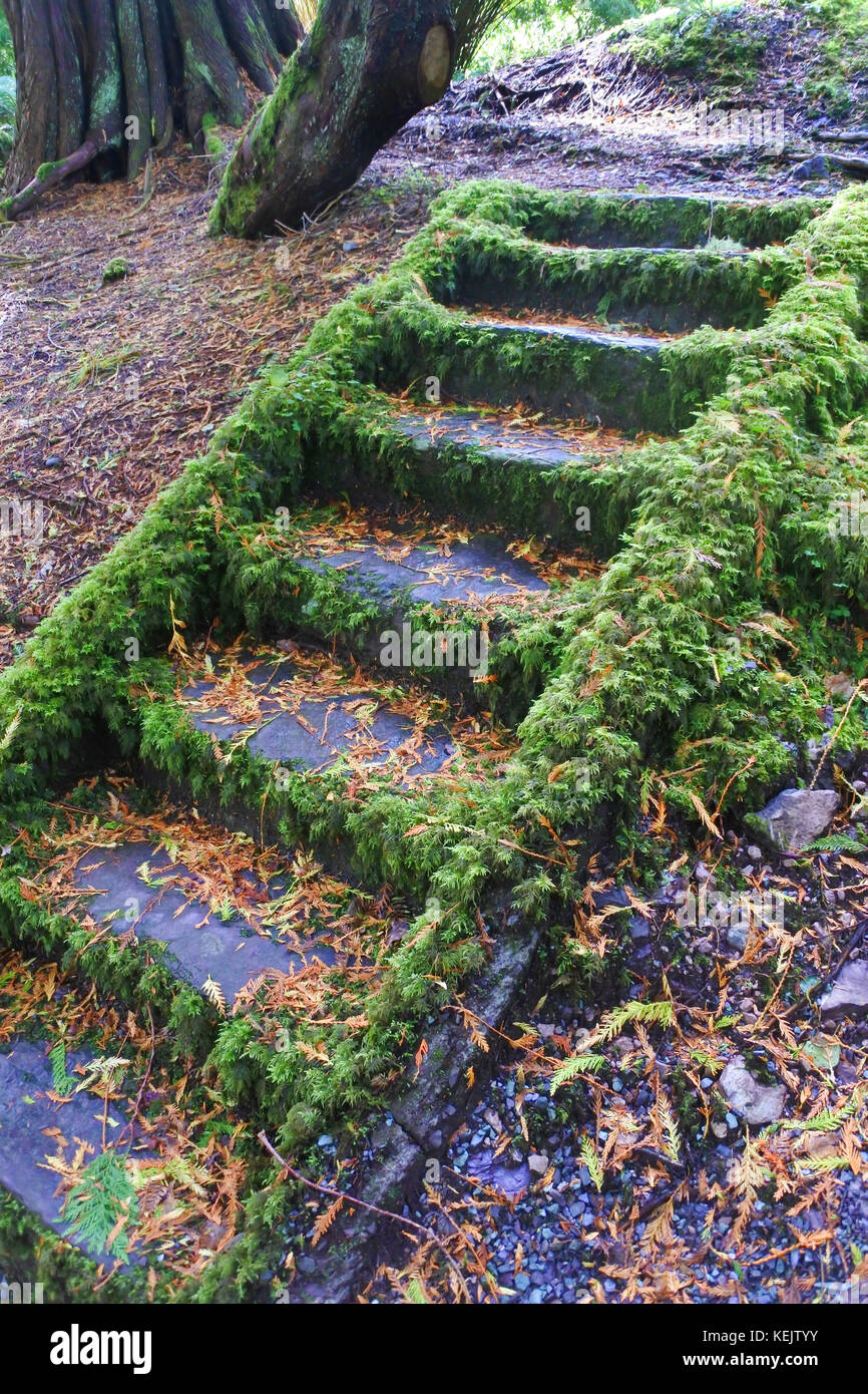 Steps, Derreen Gardens, Lauragh, County Kerry, Irlanda - John Gollop Foto Stock