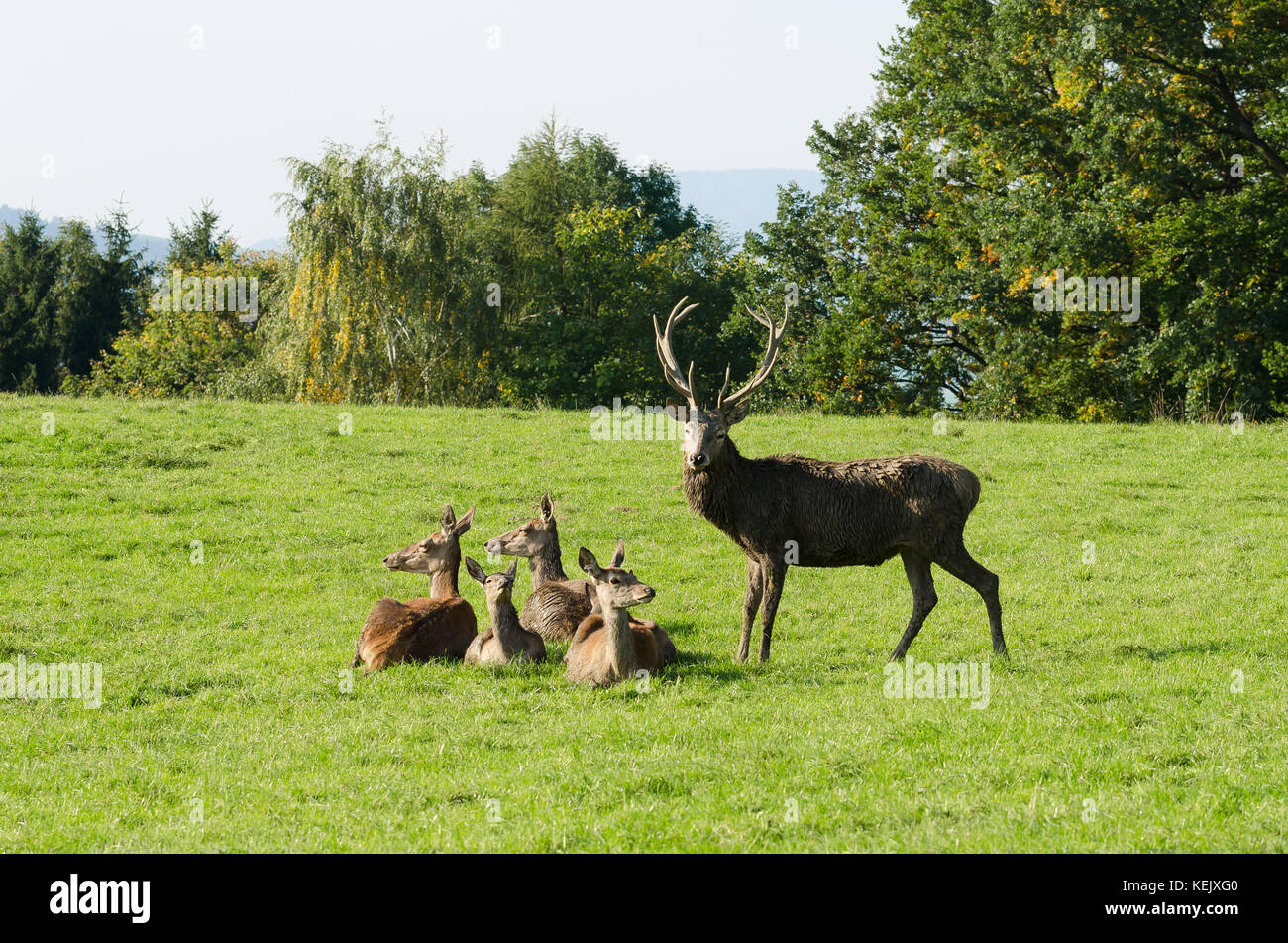 Unione di cervi rossi gruppo su un paddock in estate il sole. maturo stag (maschio) e quattro cerve (femmine). mandria di cervus elaphus in Europa occidentale. foto. Foto Stock