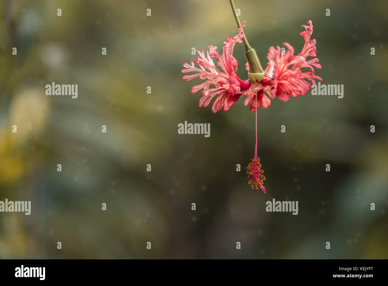 Rosa fiori di ibisco lanterna giapponese cresce a kew Botanical Gardens a Londra Foto Stock