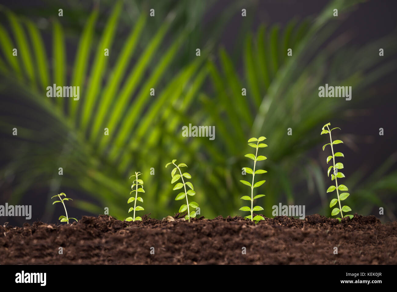 Foto di fresco verde di crescita della pianta dal terreno Foto Stock