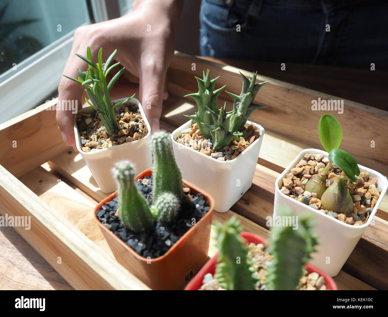 Donna giardiniere selezione di cactus al vassoio in legno e tenendo un succulento cactus pot nel negozio di fiori. Foto Stock Donna giardiniere selezione di cactus al vassoio in legno e tenendo un succulento cactus pot nel negozio di fiori. Foto Stock