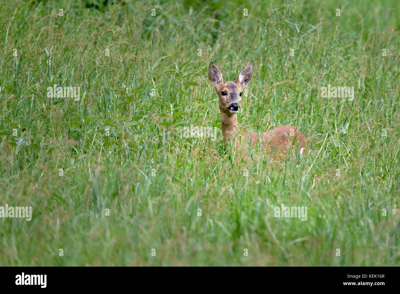 Il capriolo (Capreolus capreolus), SCHLESWIG-HOLSTEIN, Germania, Europa Foto Stock