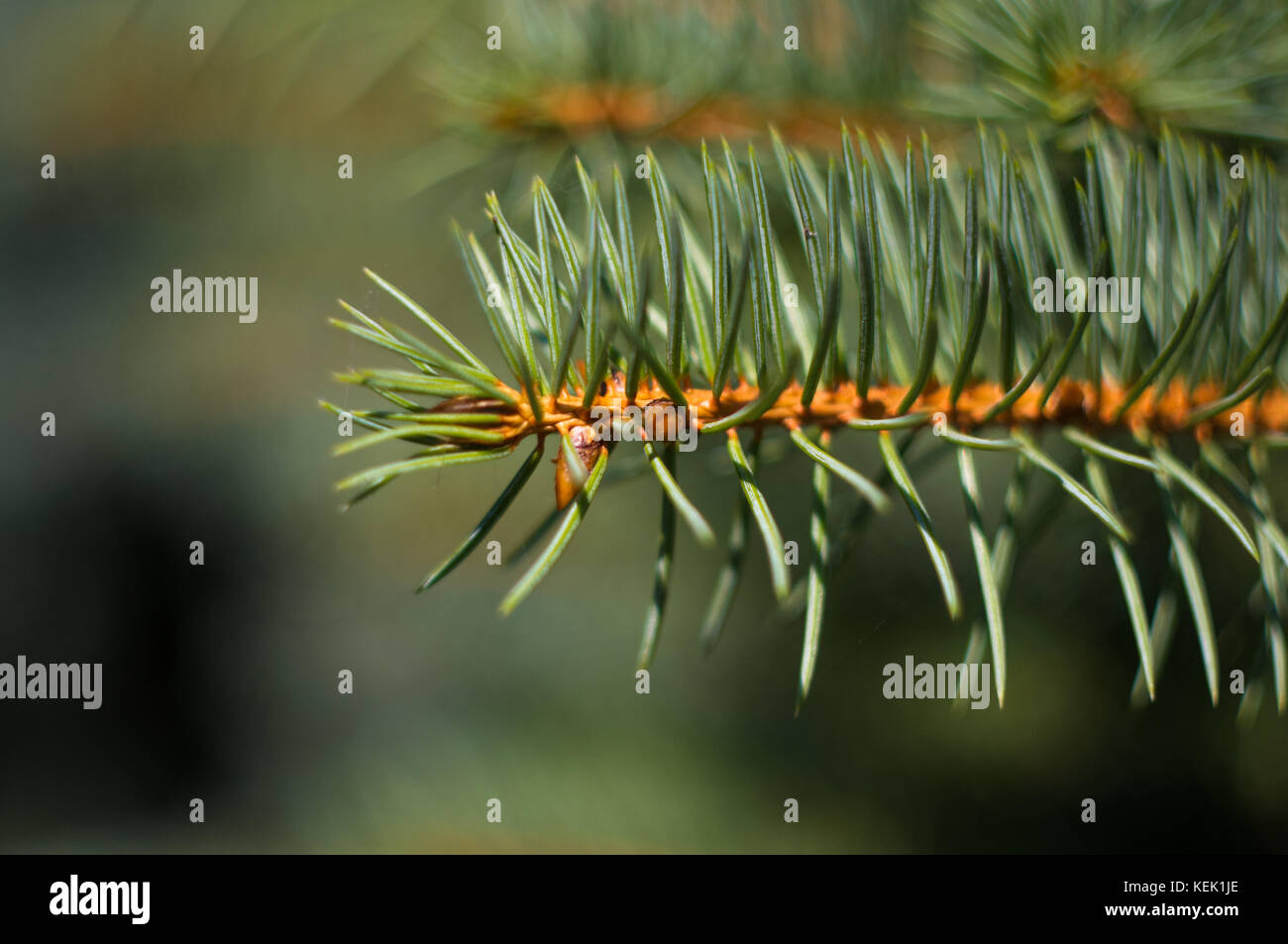 Soffice verde abete filiale vicina, sfondo di Natale concetto. Foto Stock