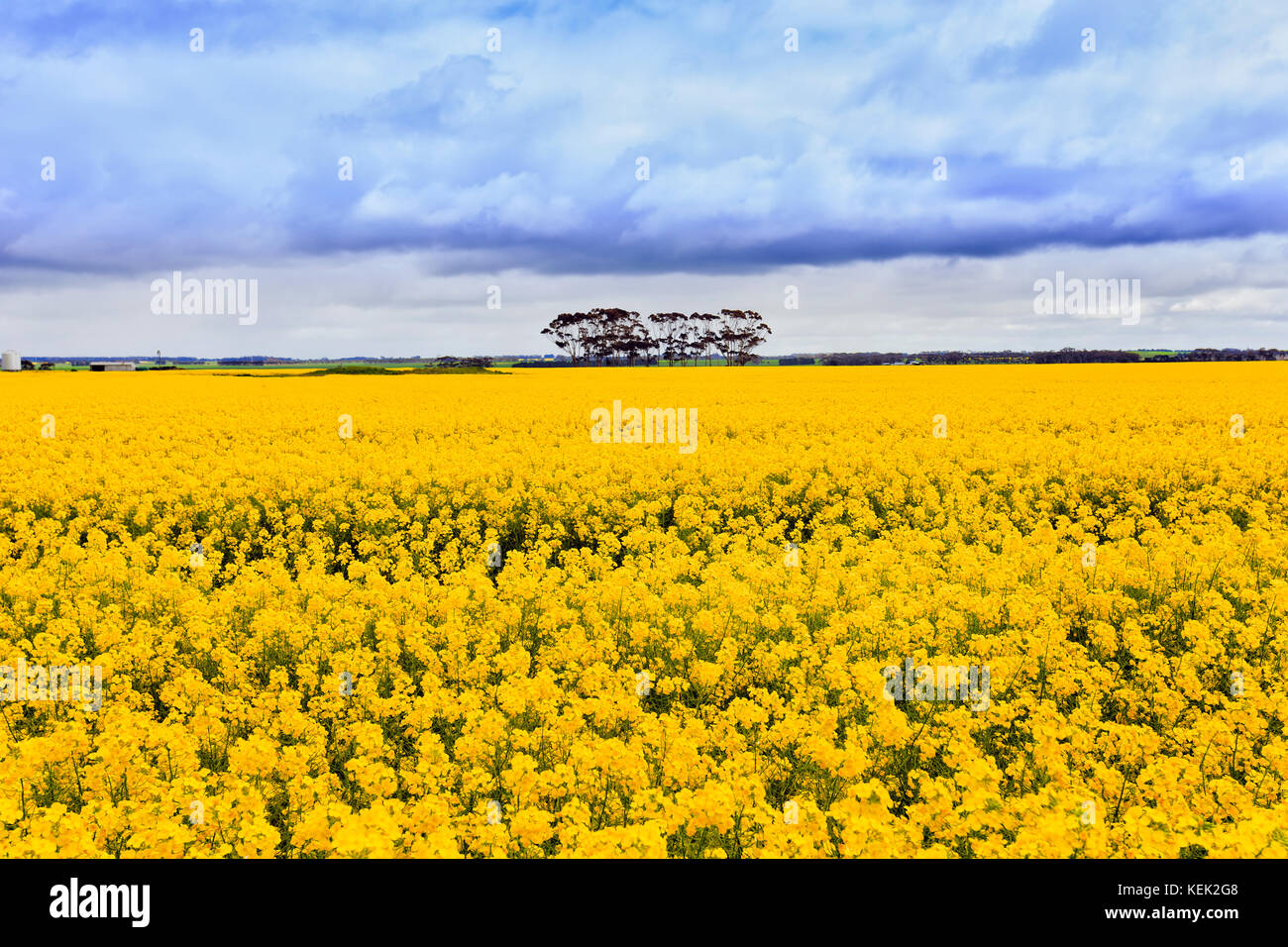 Fiore giallo canola field su di una remota fattoria in stato di Victoria. Un gruppo di gumtrees crescente all'orizzonte circondato da piante agricole. Foto Stock