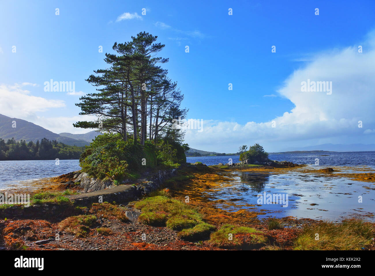 Derreen Gardens, Lauragh, County Kerry, Irlanda - John Gollop Foto Stock