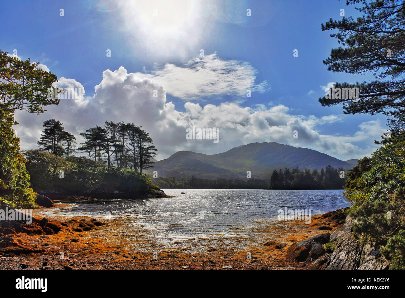 Derreen Gardens, Lauragh, County Kerry, Irlanda - John Gollop Foto Stock