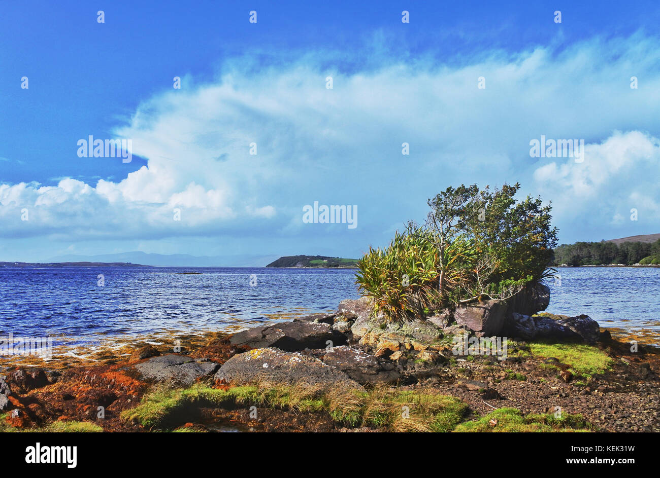 Derreen Gardens, Lauragh, County Kerry, Irlanda - John Gollop Foto Stock
