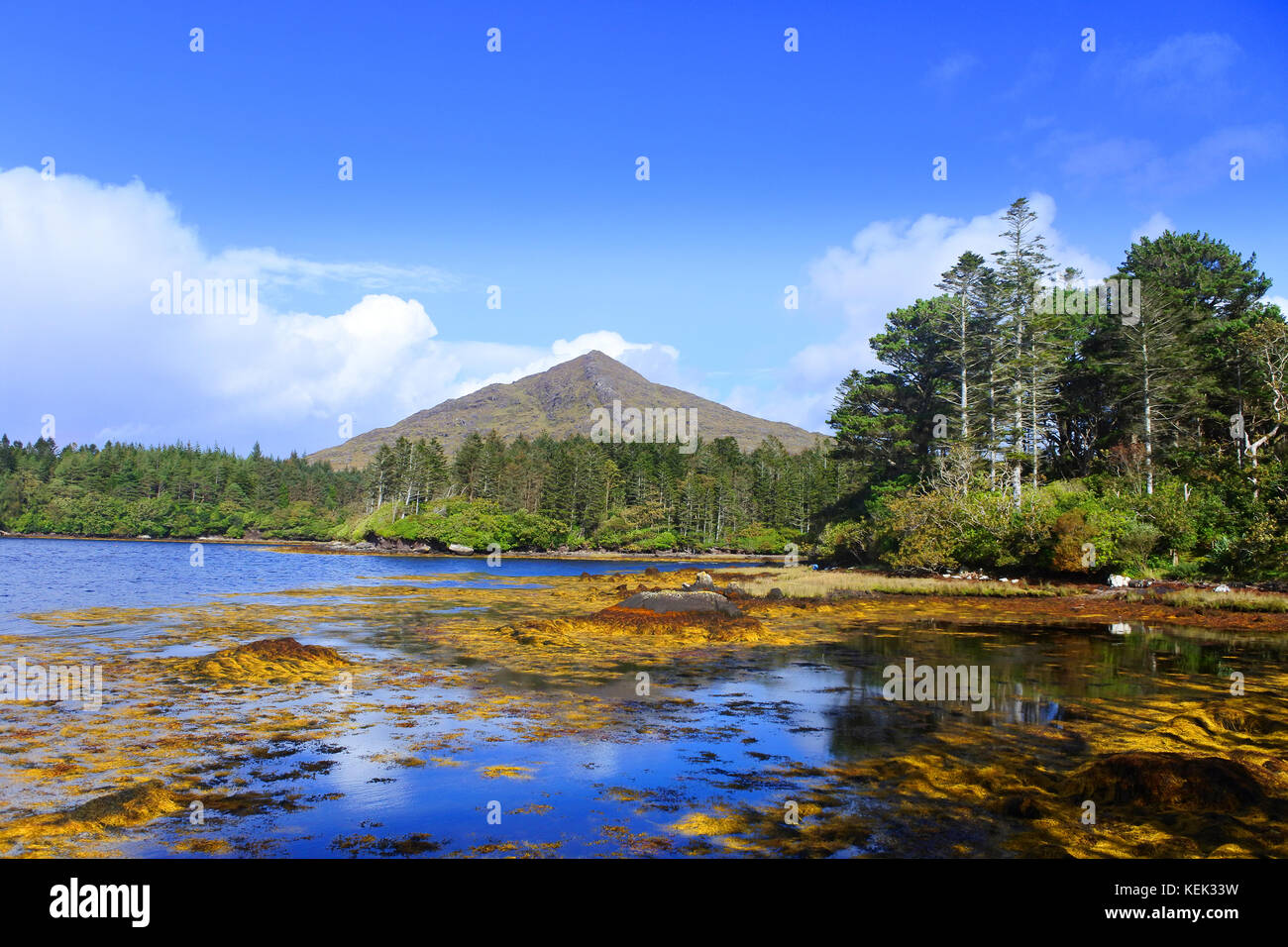 Derreen Gardens, Lauragh, County Kerry, Irlanda - John Gollop Foto Stock