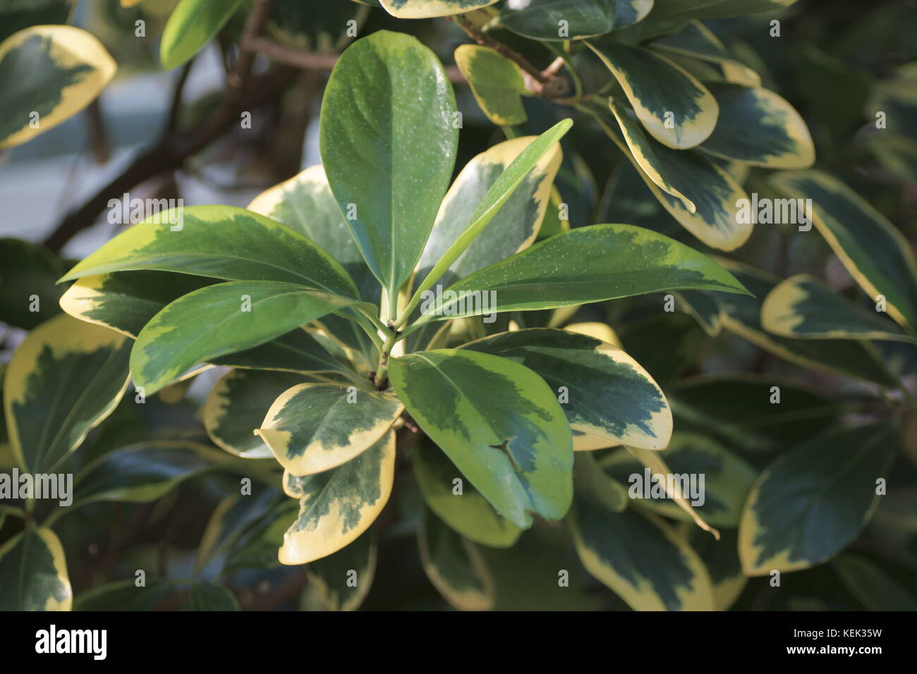 Corynocarpus laevigatus 'Variegata' Foto Stock