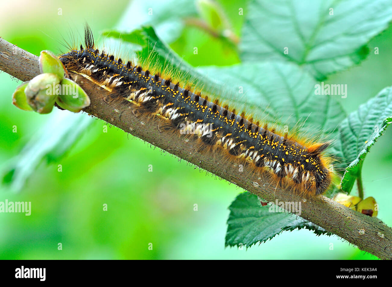 drinker Moth caterpillar, Euthrix potatoria Foto Stock