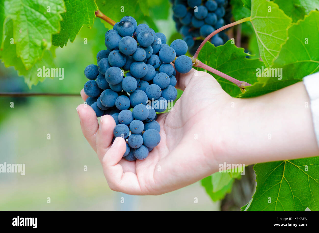 Close-up foto della giovane donna la mano e il blu vitigno in vigna tra il verde delle foglie di autunno Foto Stock