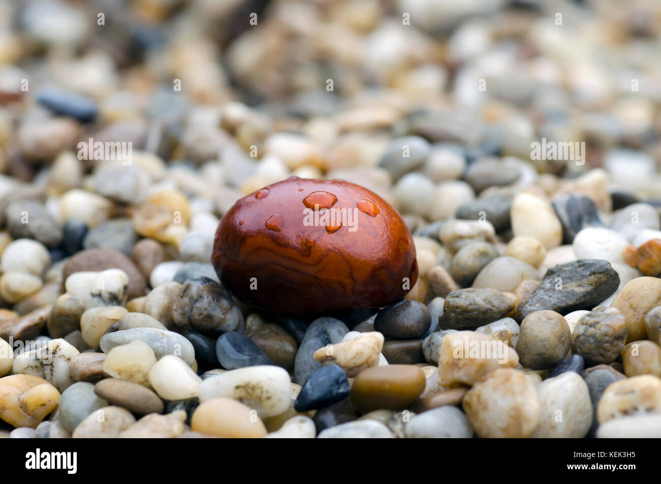 Close-up foto di marrone castagna con gocce di pioggia giacente su pietre in autunno Rainy day Foto Stock