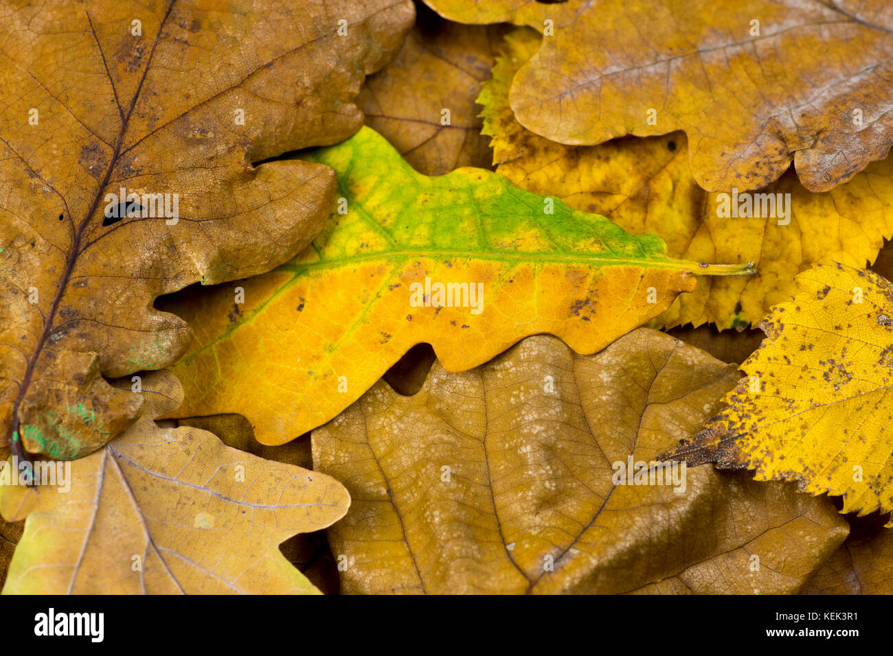 Close-up foto di un colorato fogliame di autunno di legno di quercia e di linden sotto il sole adatto come una texture Foto Stock