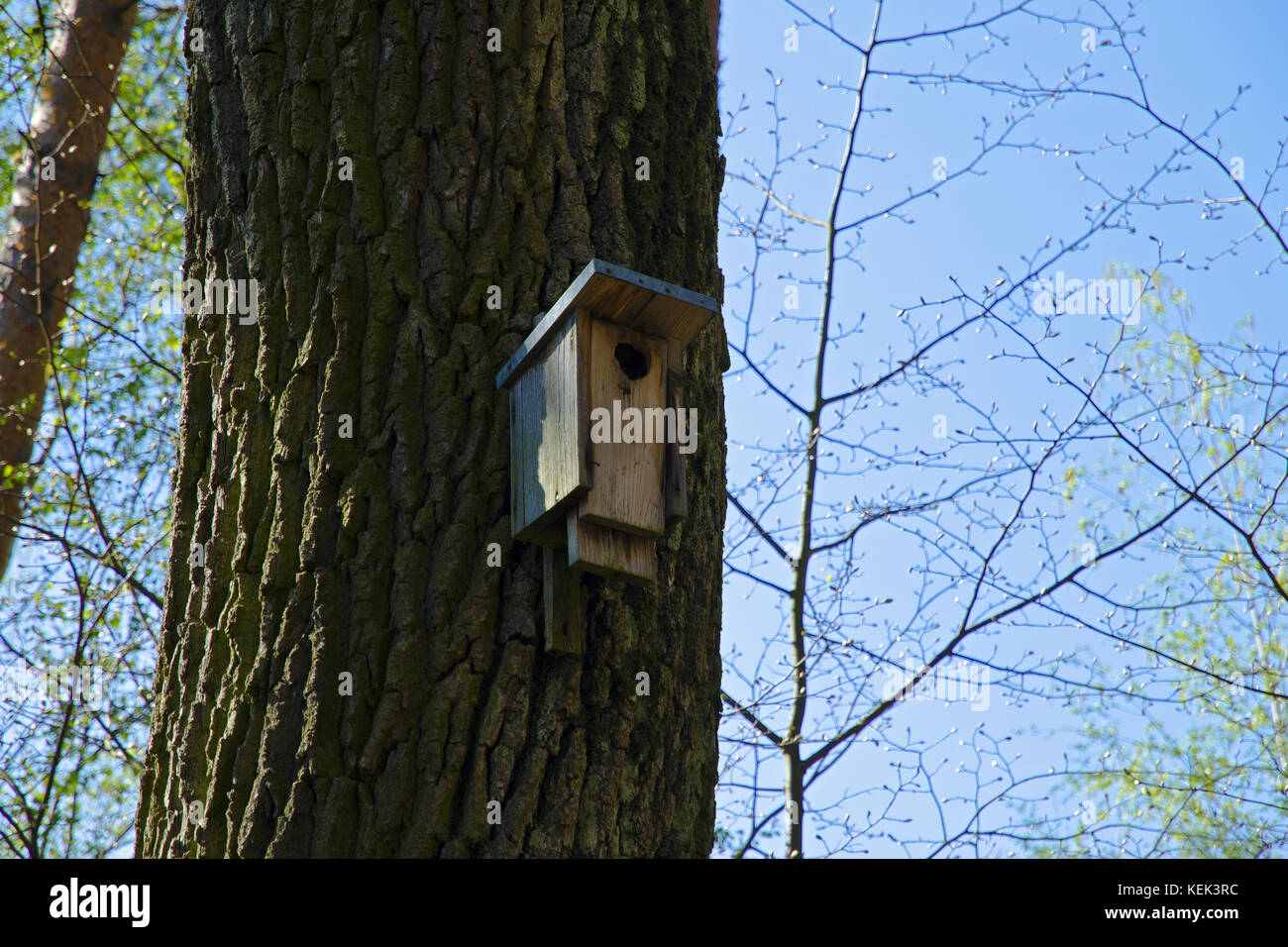 Vista su una casa di uccelli in legno montata su un tronco d'albero in primavera e in estate nei boschi sotto un cielo blu in una giornata di sole Foto Stock