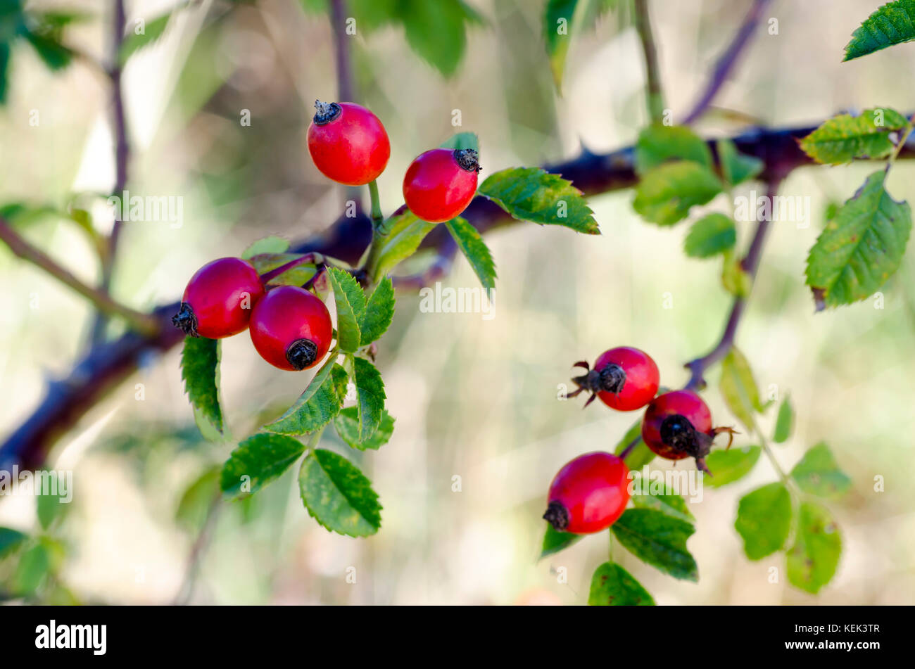 Foto di arbusti di rosa canina nel selvaggio su una soleggiata giornata autunnale Foto Stock